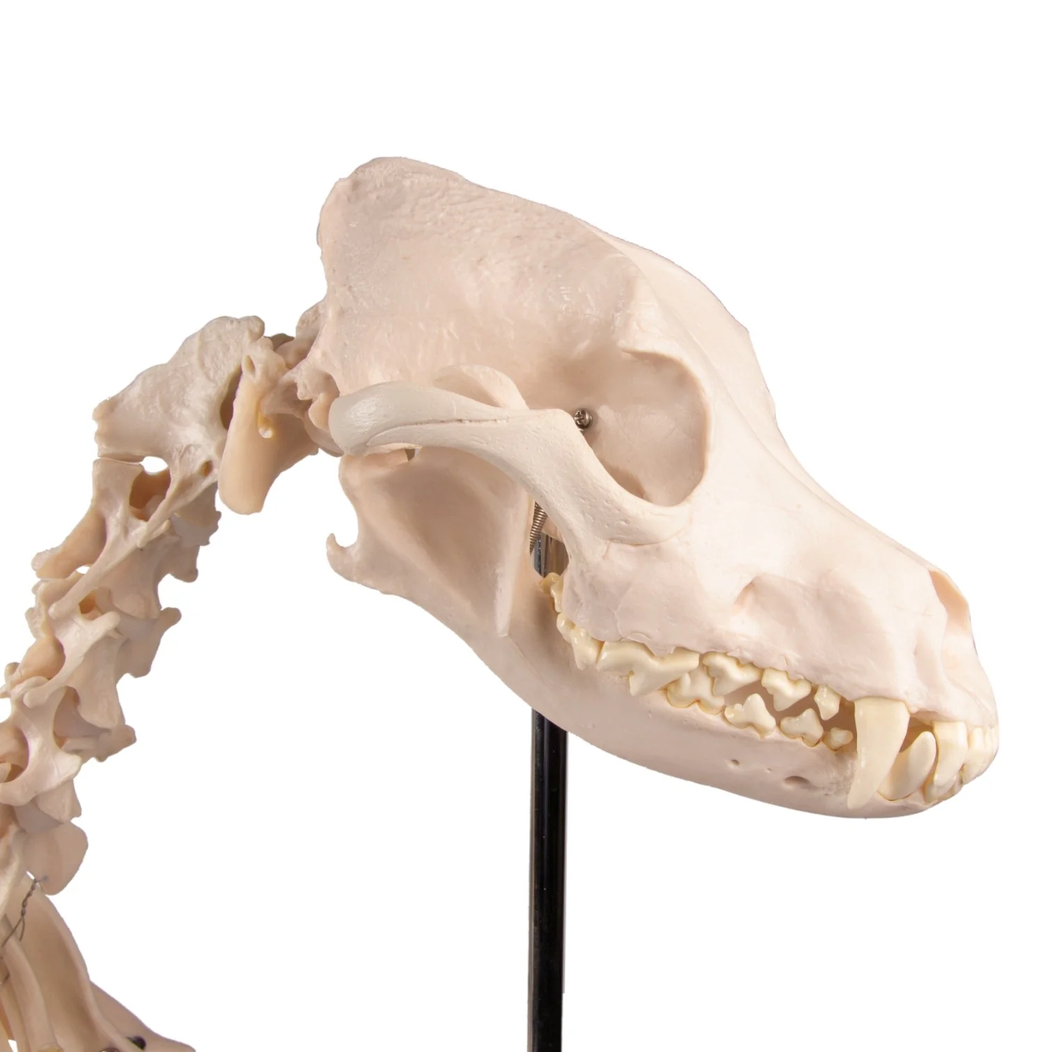 Replica Dog Skeleton "Olaf" - Image 7