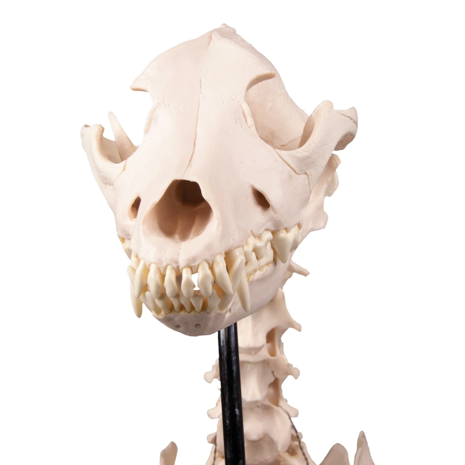 Replica Dog Skeleton "Olaf" - Image 8