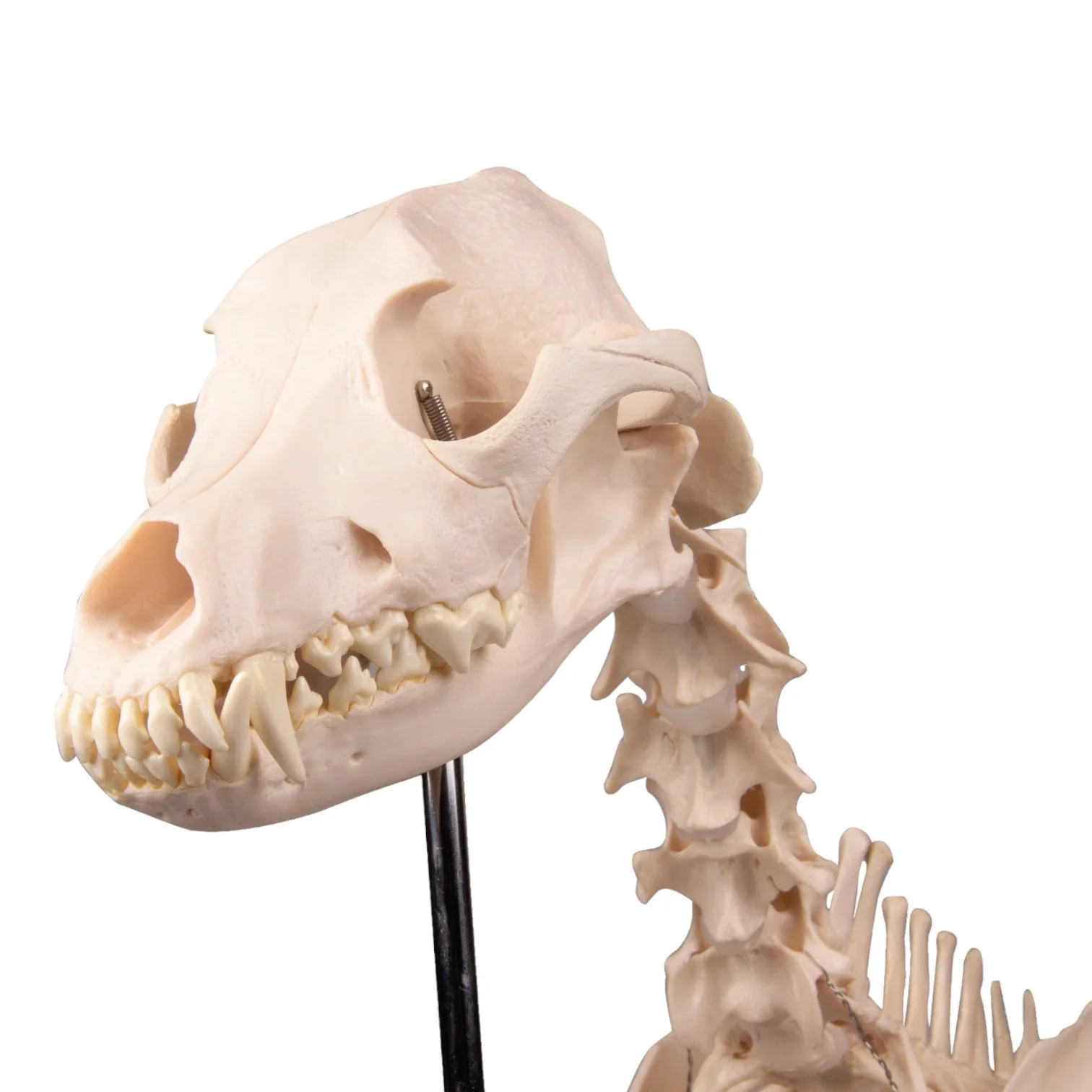 Replica Dog Skeleton "Olaf" - Image 9