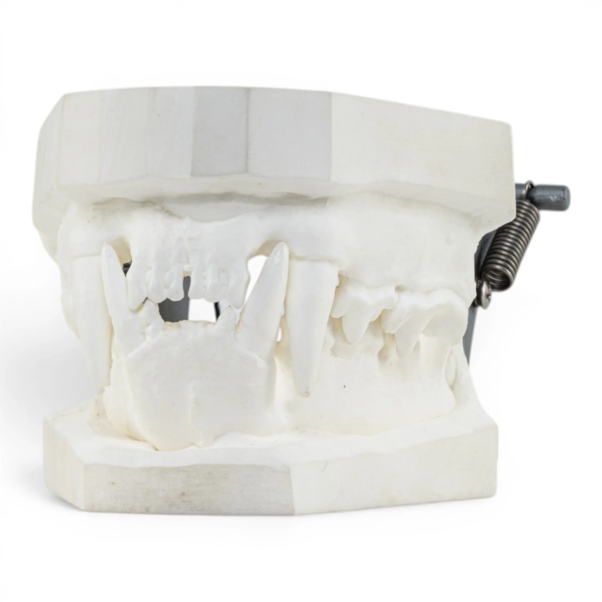 Replica Domestic Dog Jaw Model
