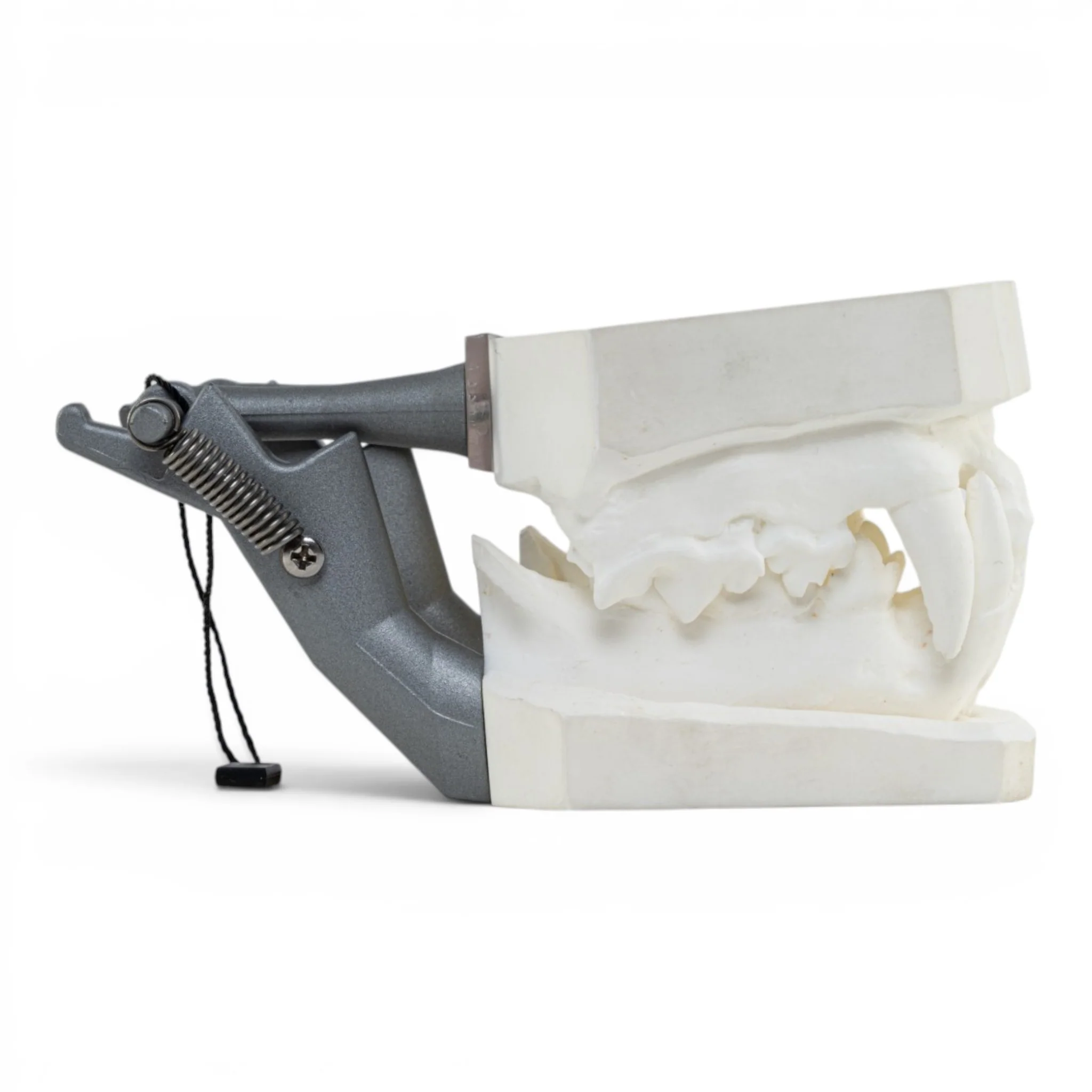 Replica Domestic Dog Jaw Model - Image 2