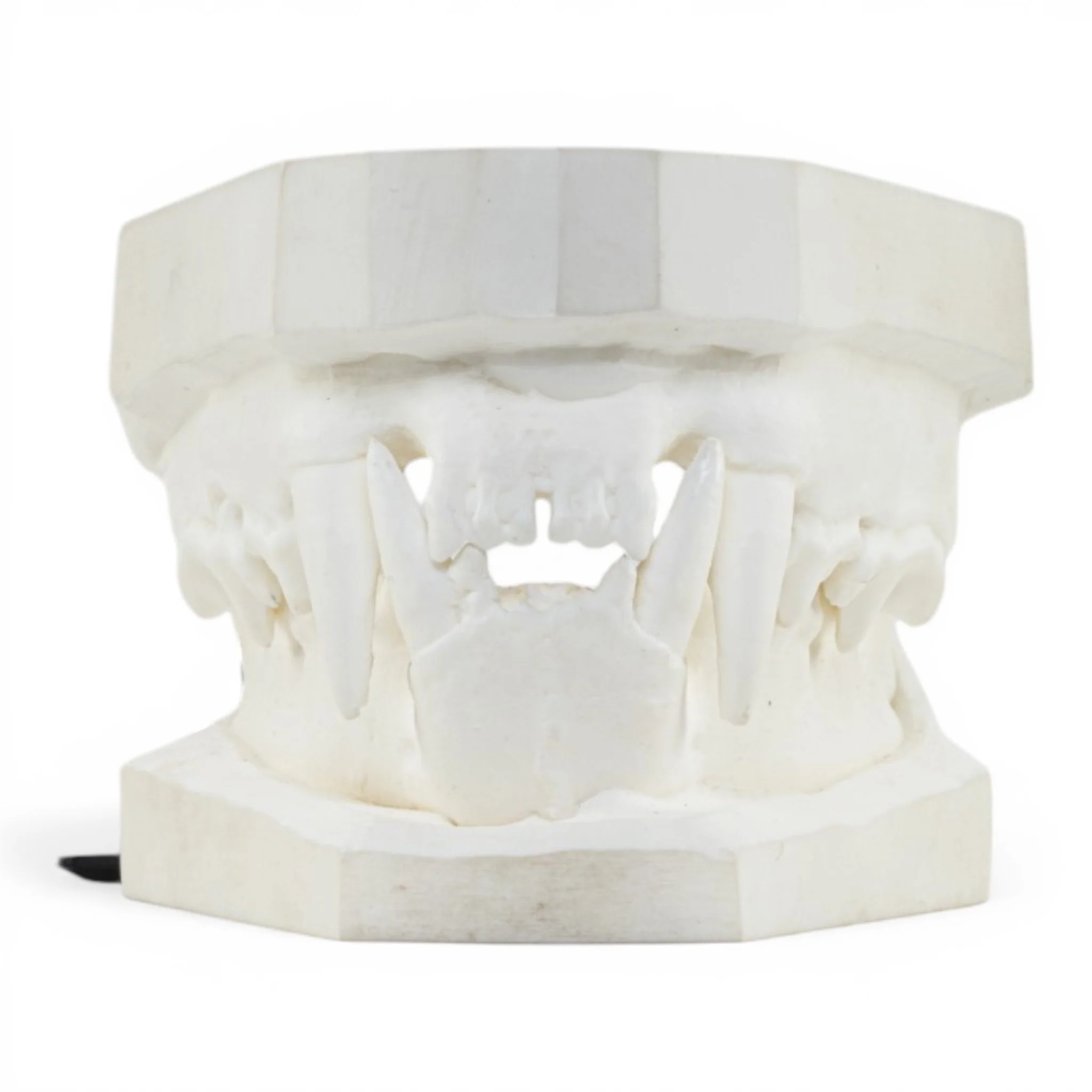 Replica Domestic Dog Jaw Model - Image 3