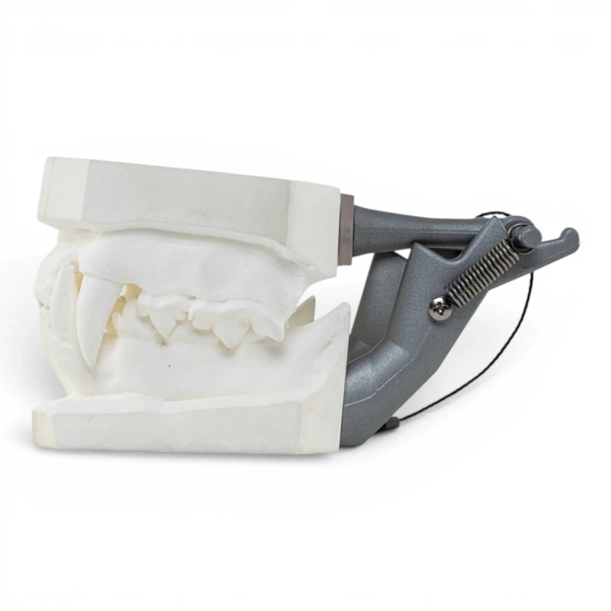 Replica Domestic Dog Jaw Model - Image 4
