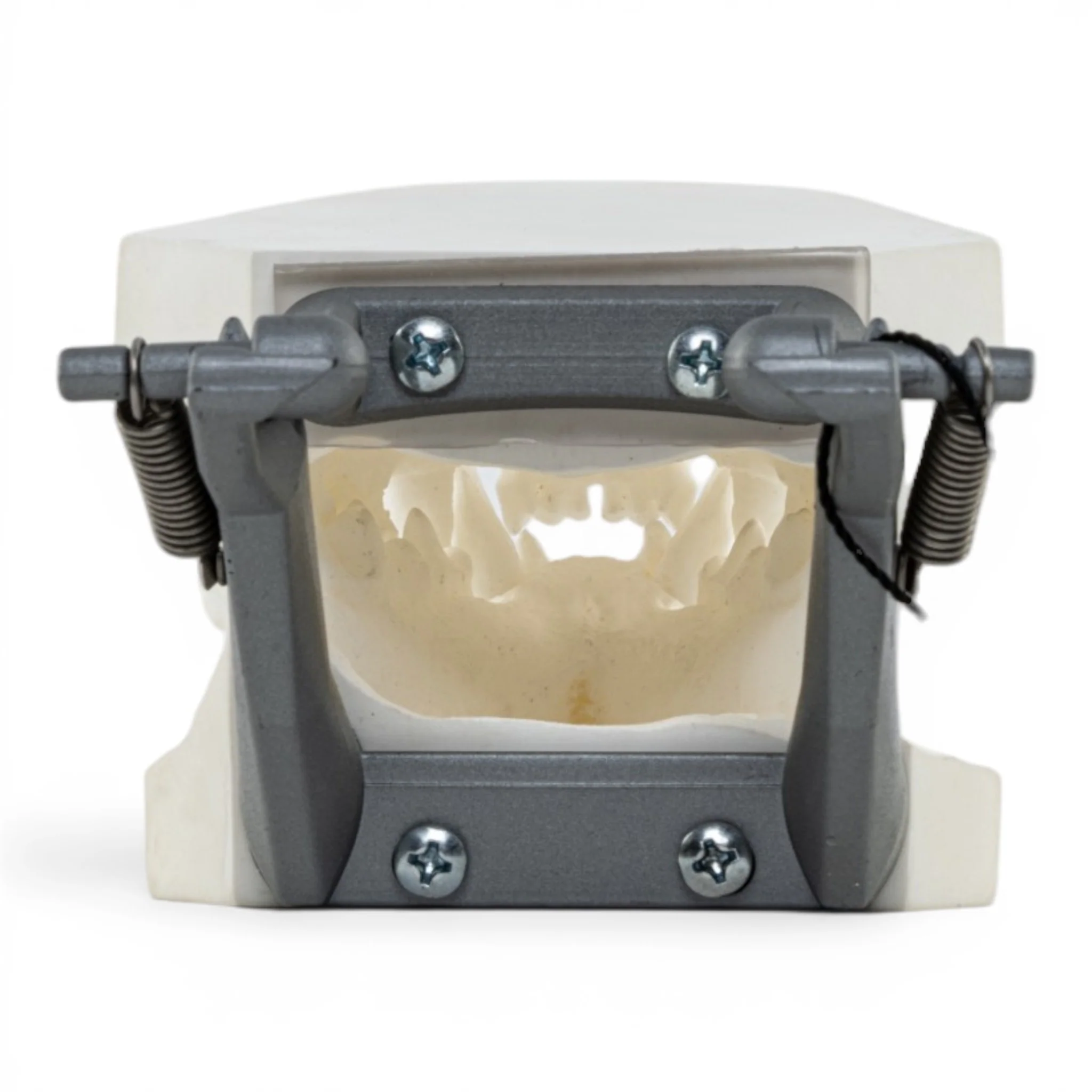 Replica Domestic Dog Jaw Model - Image 5