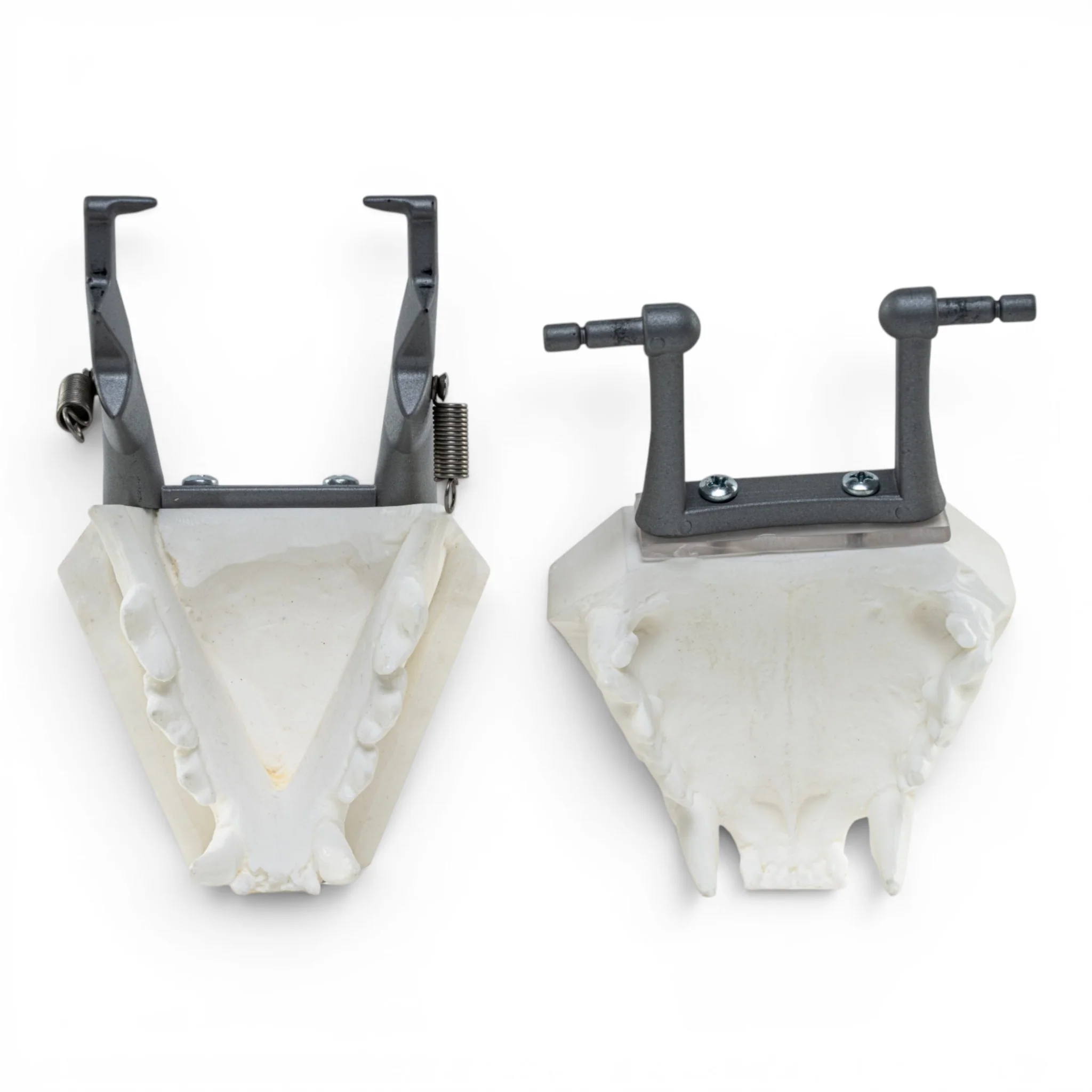 Replica Domestic Dog Jaw Model - Image 6