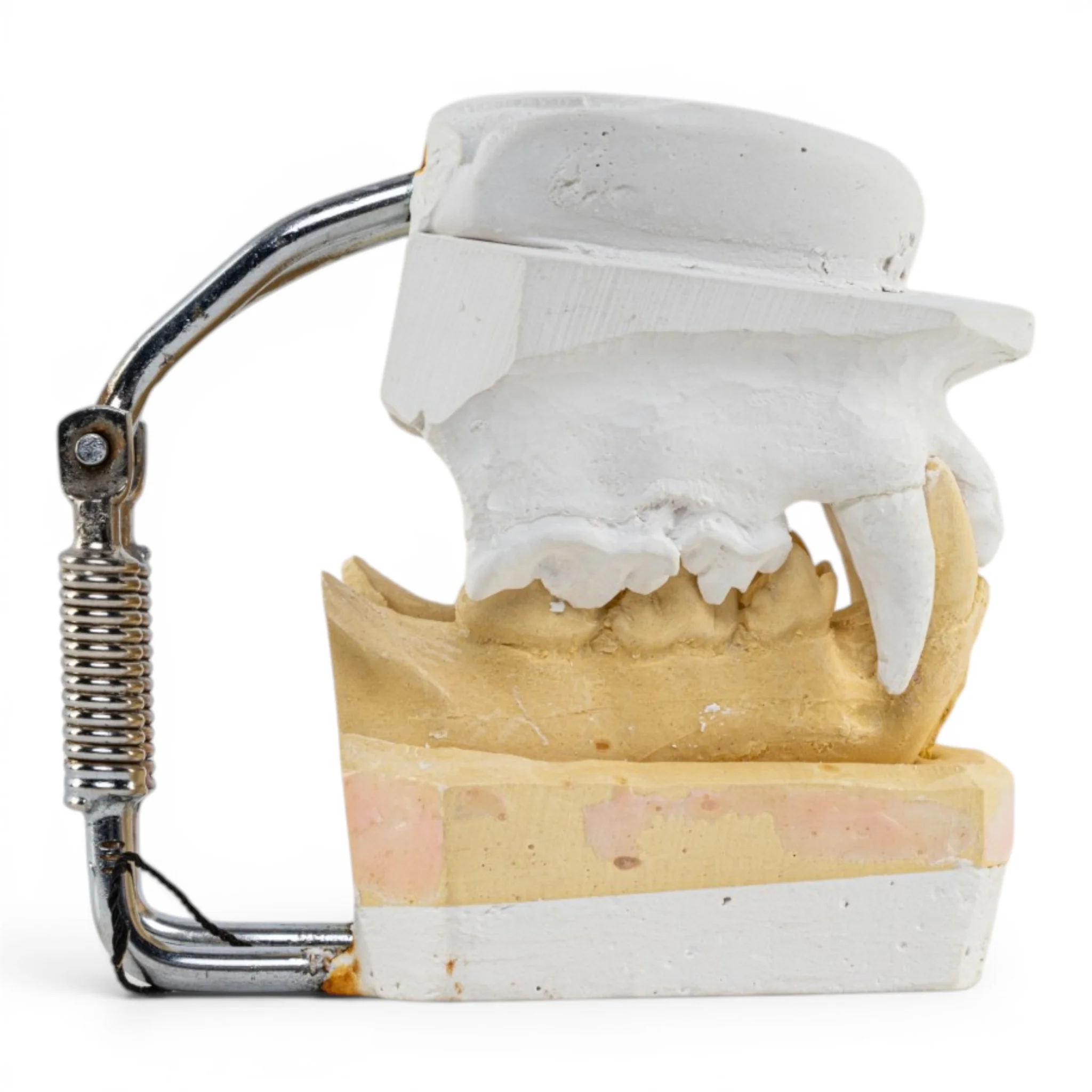 Replica Domestic Dog Jaw Model - Image 2