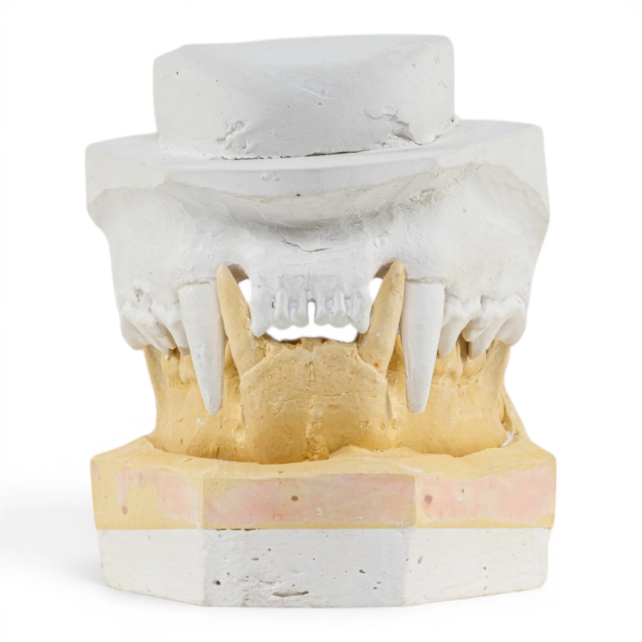 Replica Domestic Dog Jaw Model - Image 3