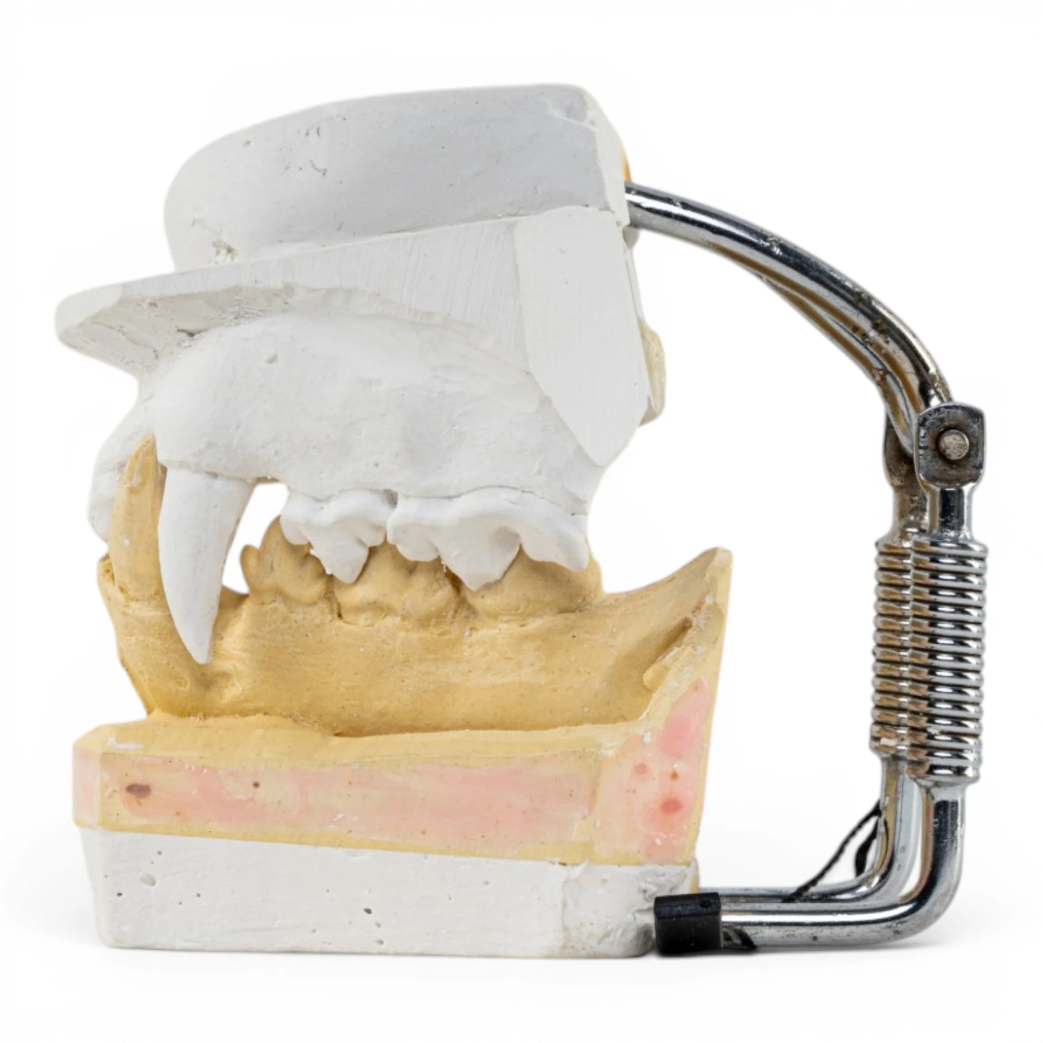 Replica Domestic Dog Jaw Model - Image 4