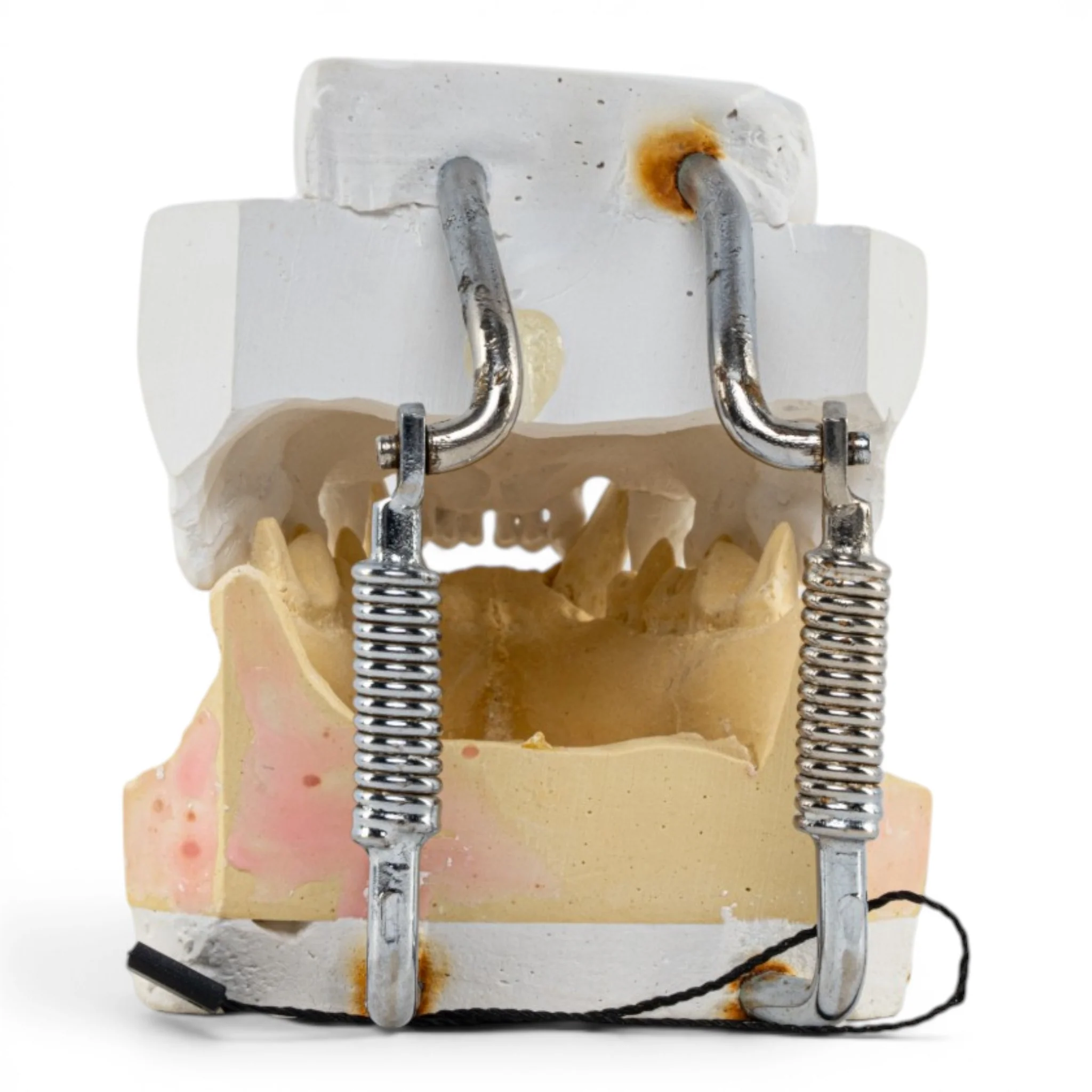 Replica Domestic Dog Jaw Model - Image 5