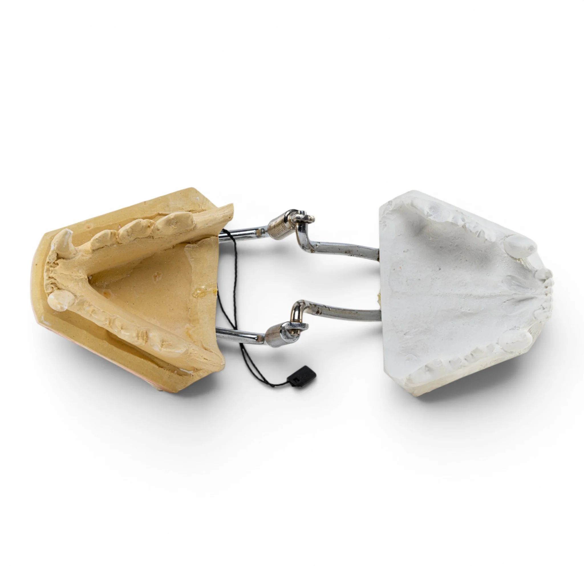 Replica Domestic Dog Jaw Model - Image 6