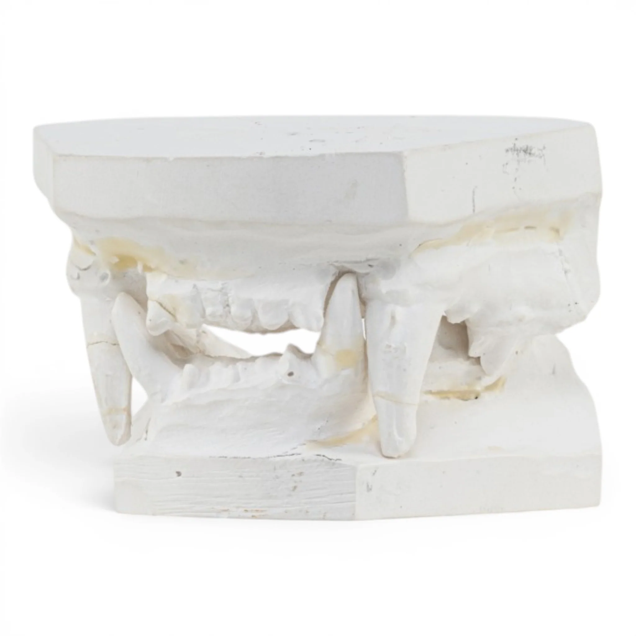 Replica Domestic Dog Jaw Model