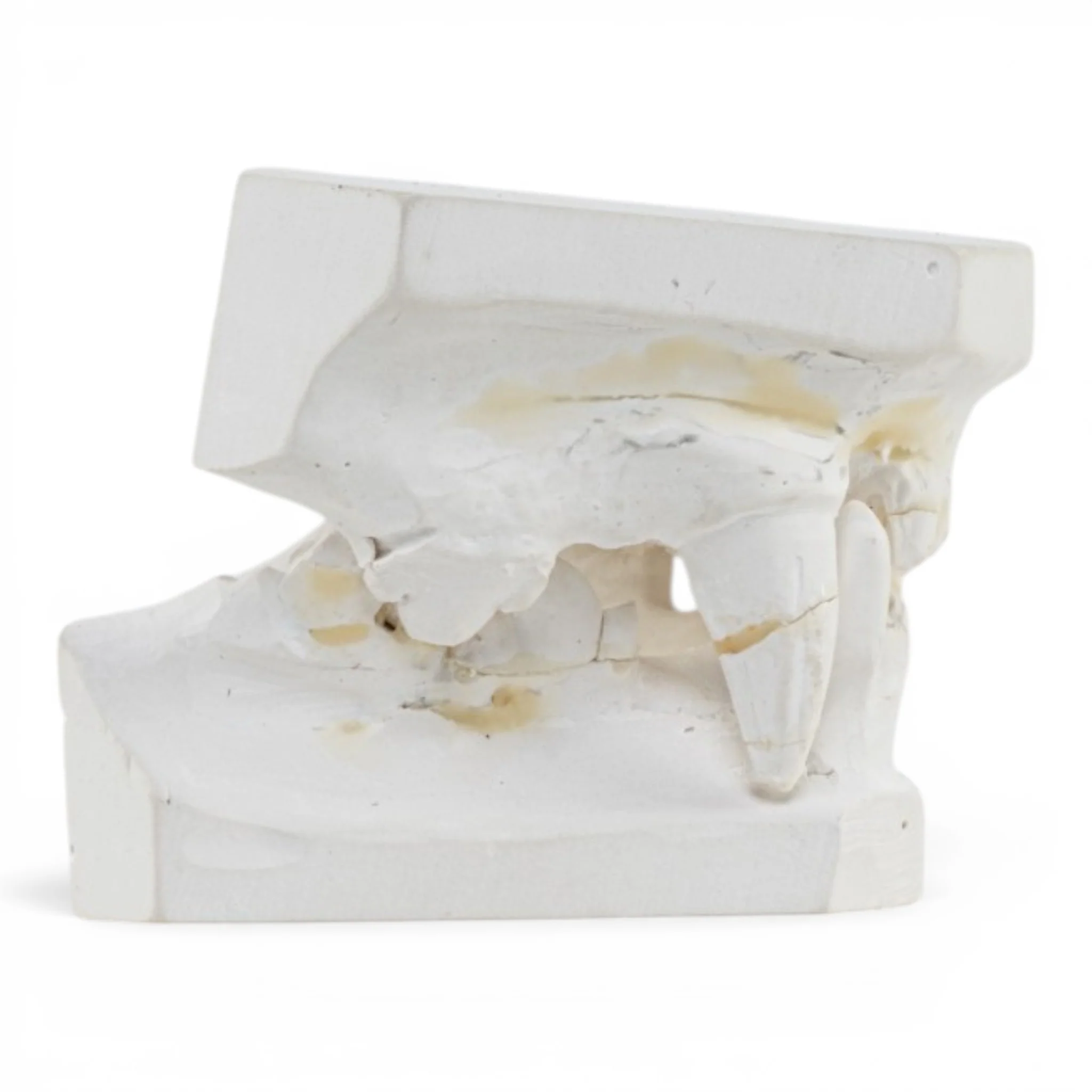 Replica Domestic Dog Jaw Model - Image 2