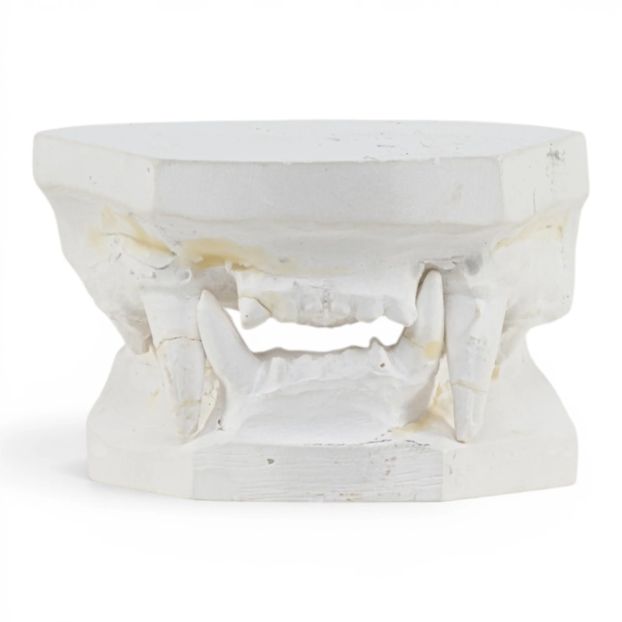 Replica Domestic Dog Jaw Model - Image 3