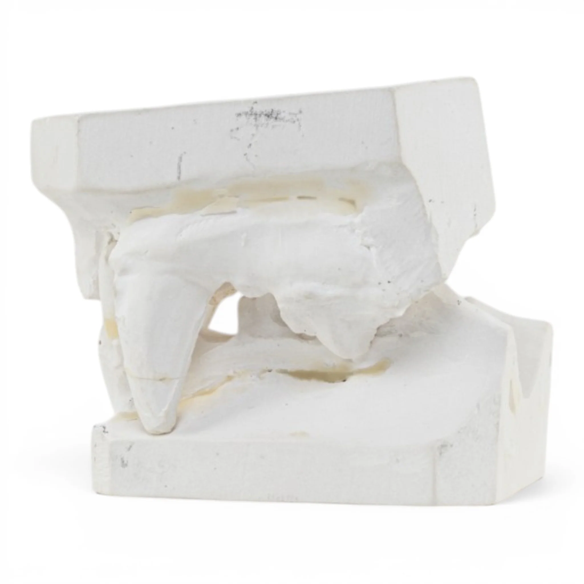 Replica Domestic Dog Jaw Model - Image 4