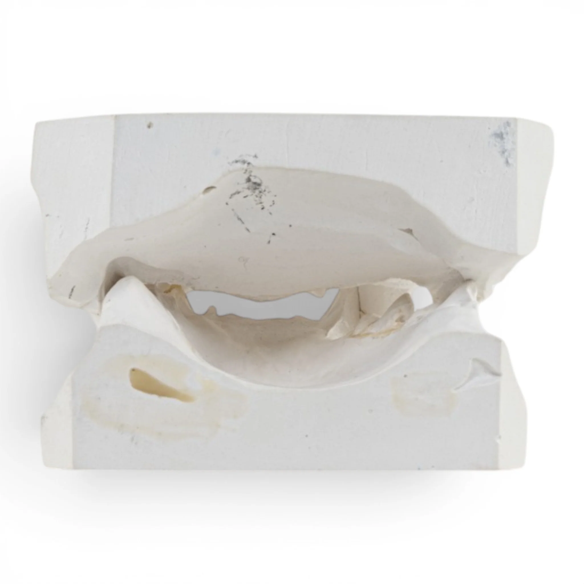 Replica Domestic Dog Jaw Model - Image 5