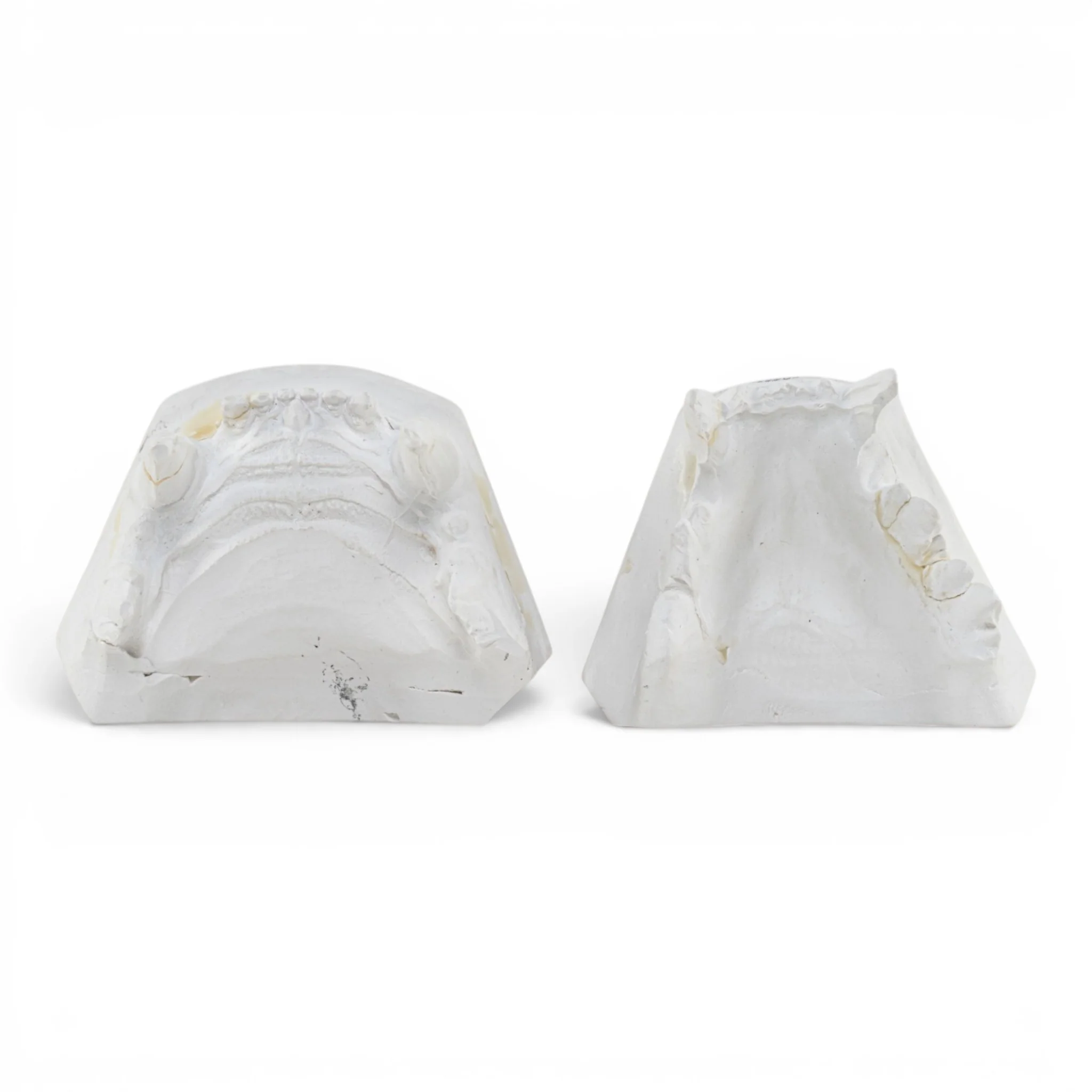 Replica Domestic Dog Jaw Model - Image 6