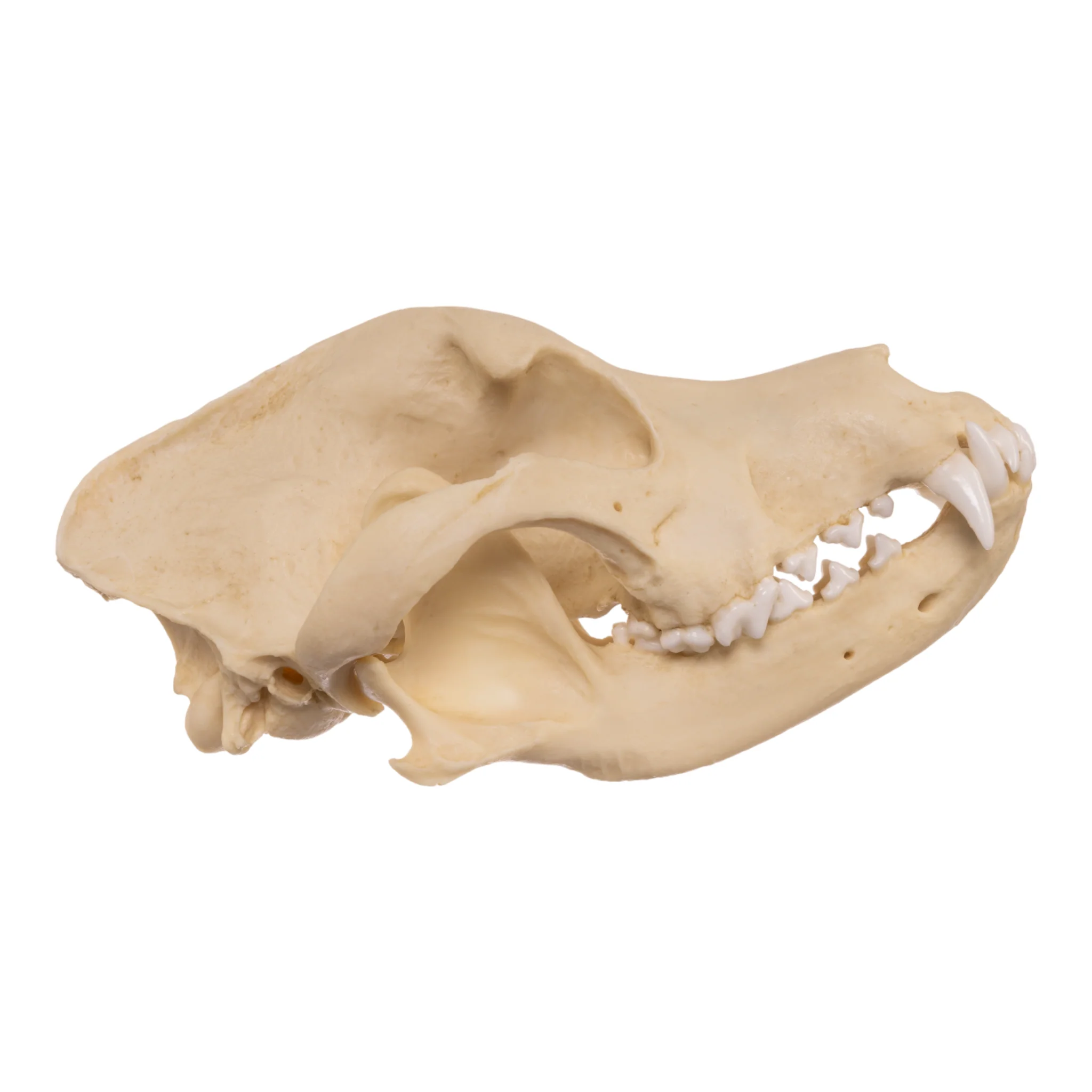 Replica Domestic Dog Skull - Pit Bull - Image 2