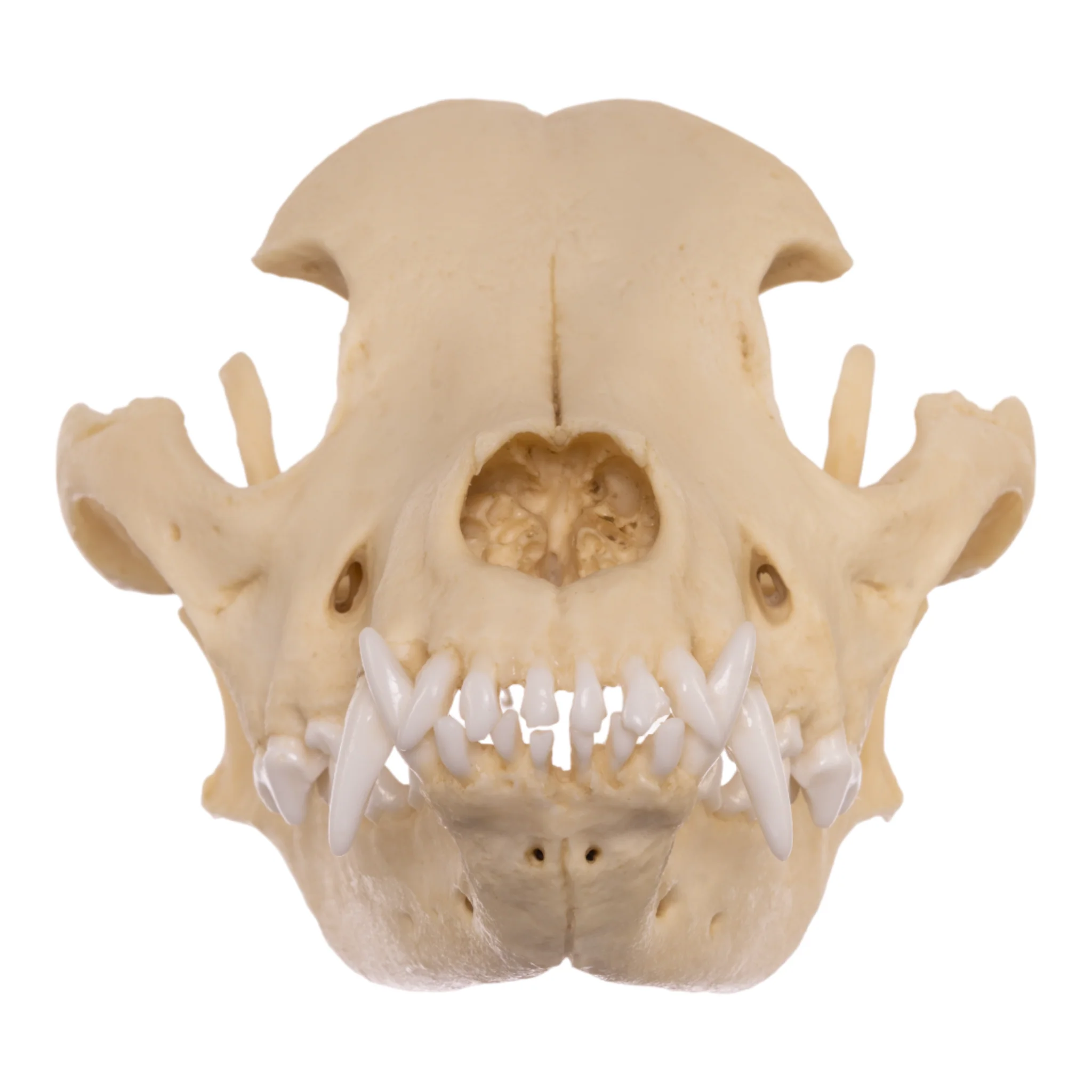 Replica Domestic Dog Skull - Pit Bull - Image 3
