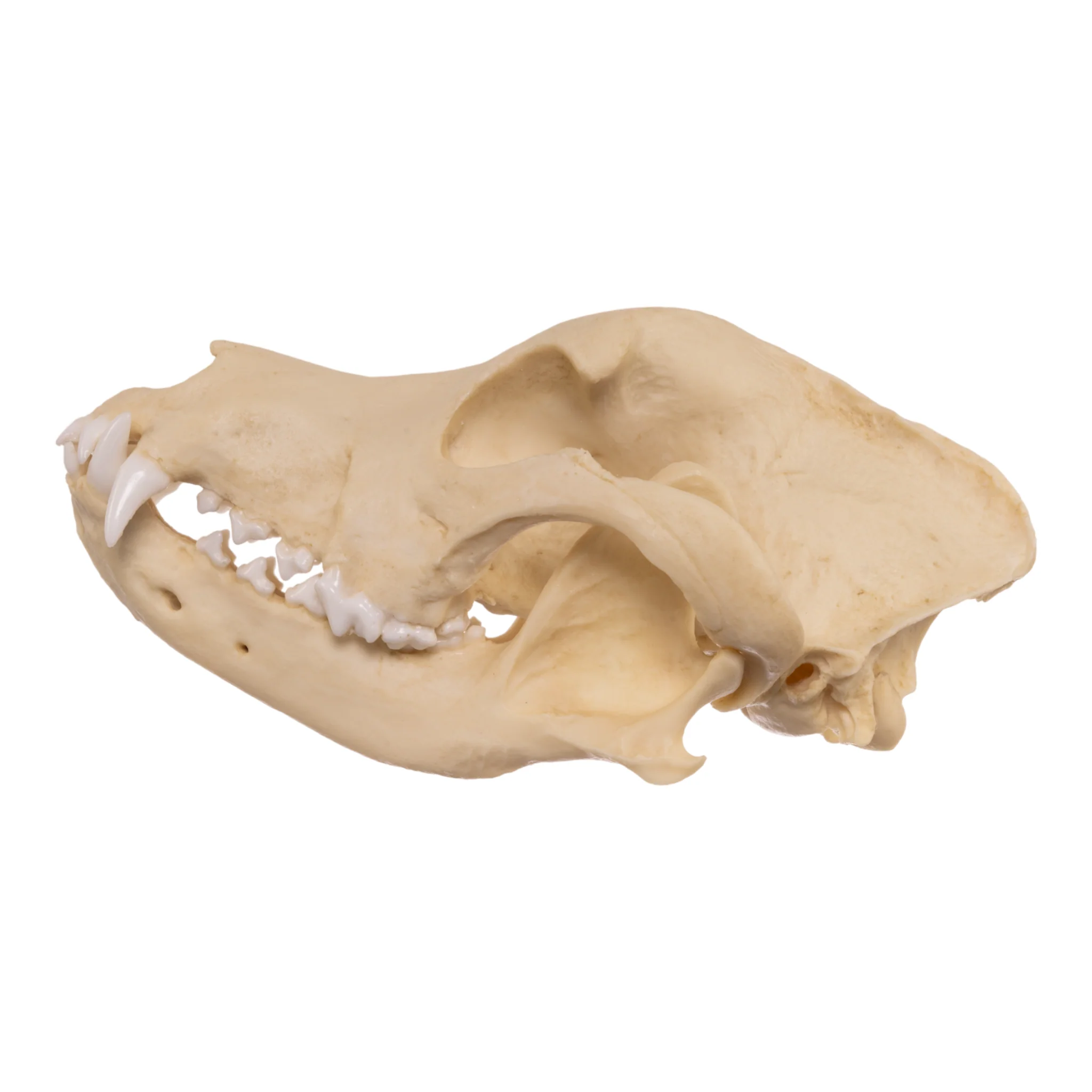 Replica Domestic Dog Skull - Pit Bull - Image 4