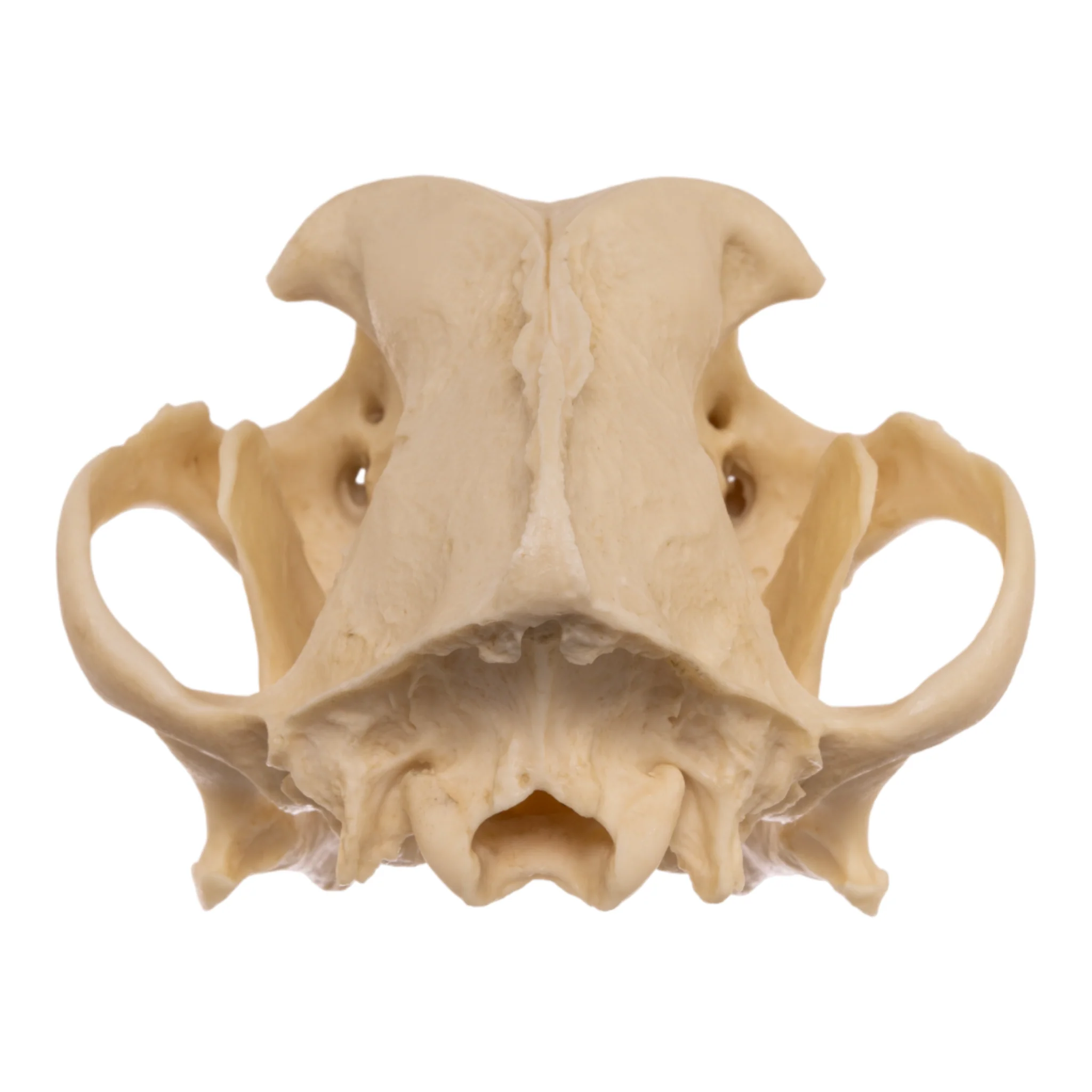 Replica Domestic Dog Skull - Pit Bull - Image 5