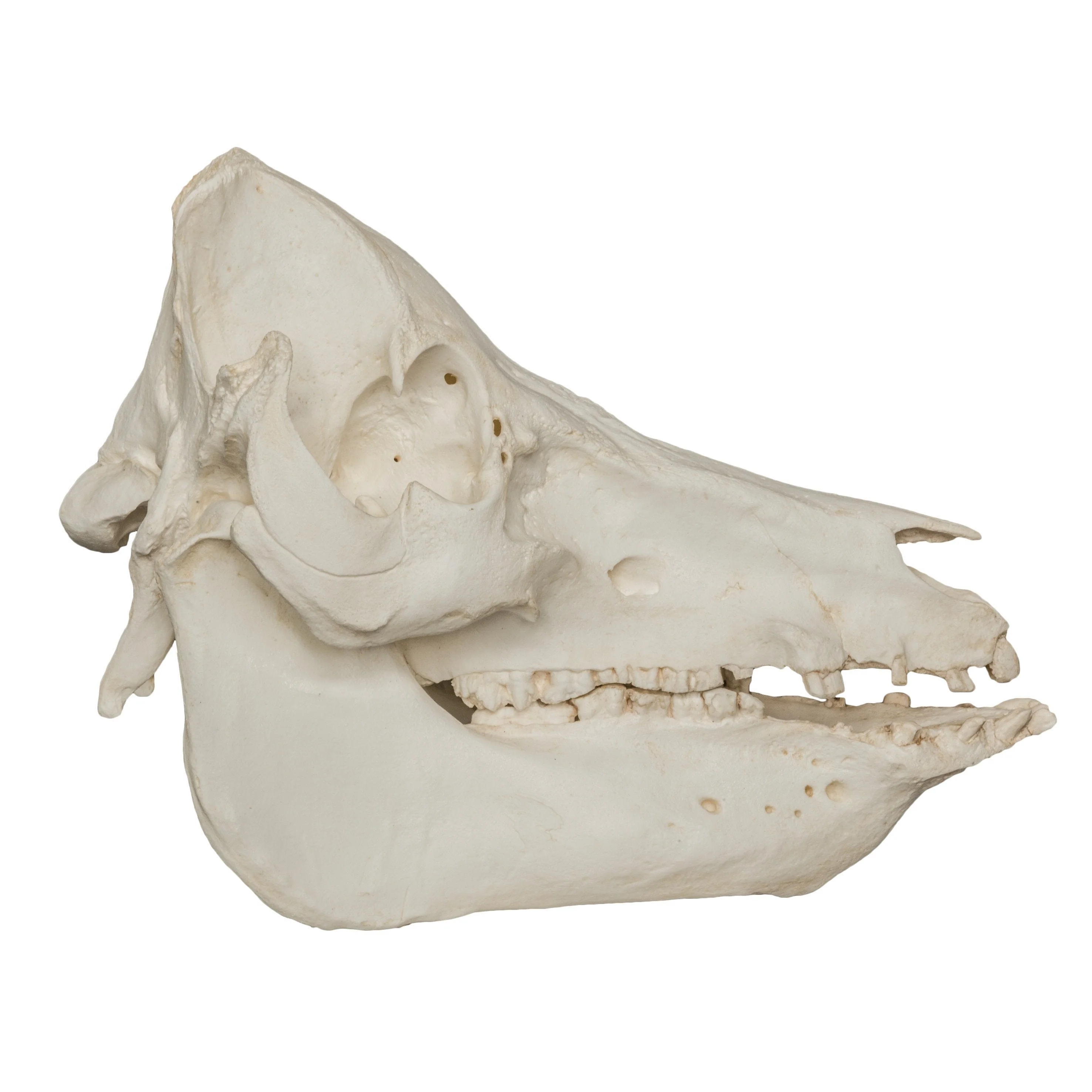 Replica Domestic Pig Skull - Image 2