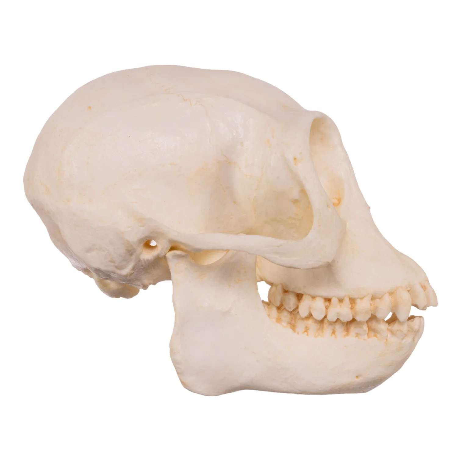 Replica Douc Langur Skull - Image 2
