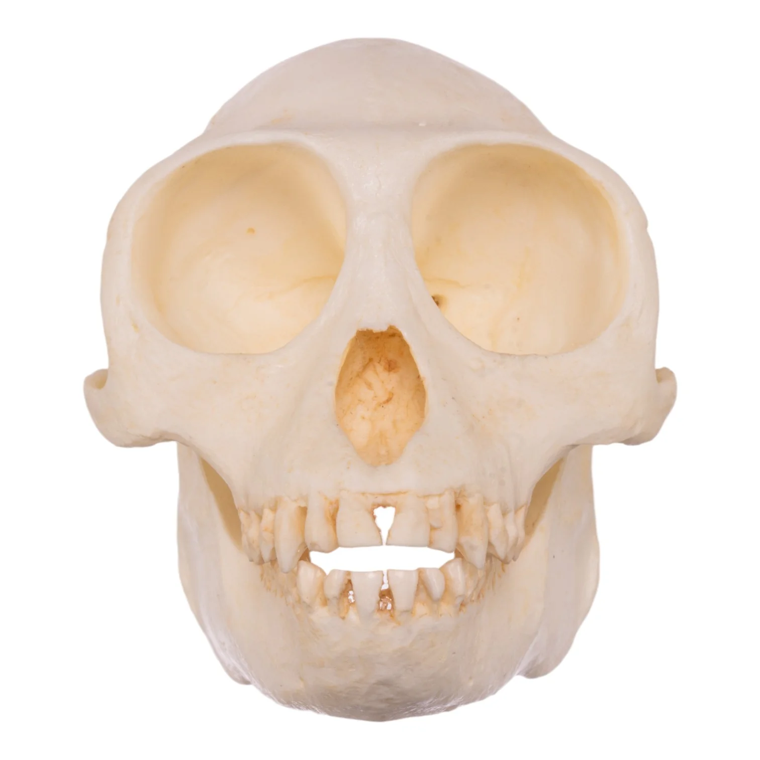 Replica Douc Langur Skull - Image 3