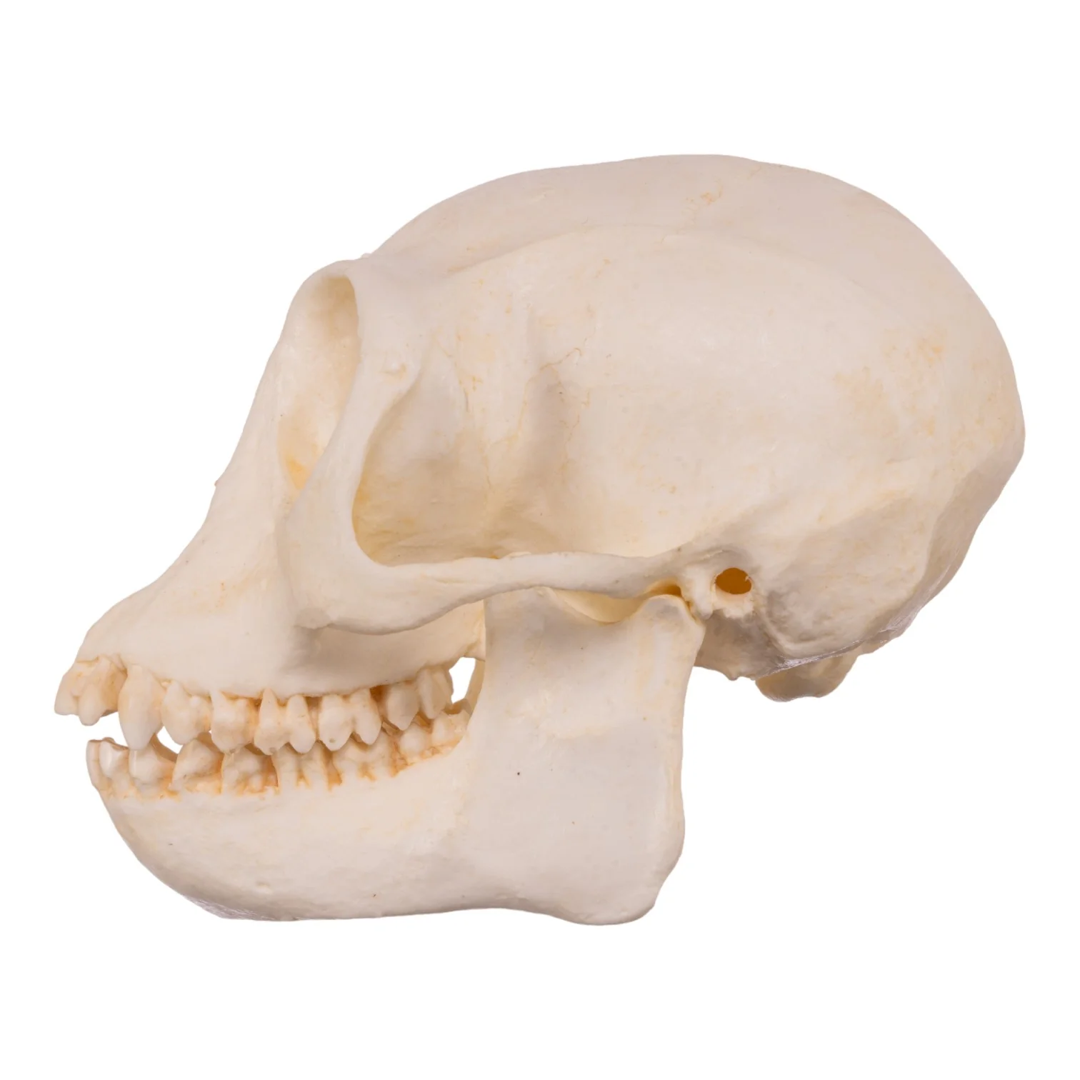 Replica Douc Langur Skull - Image 4