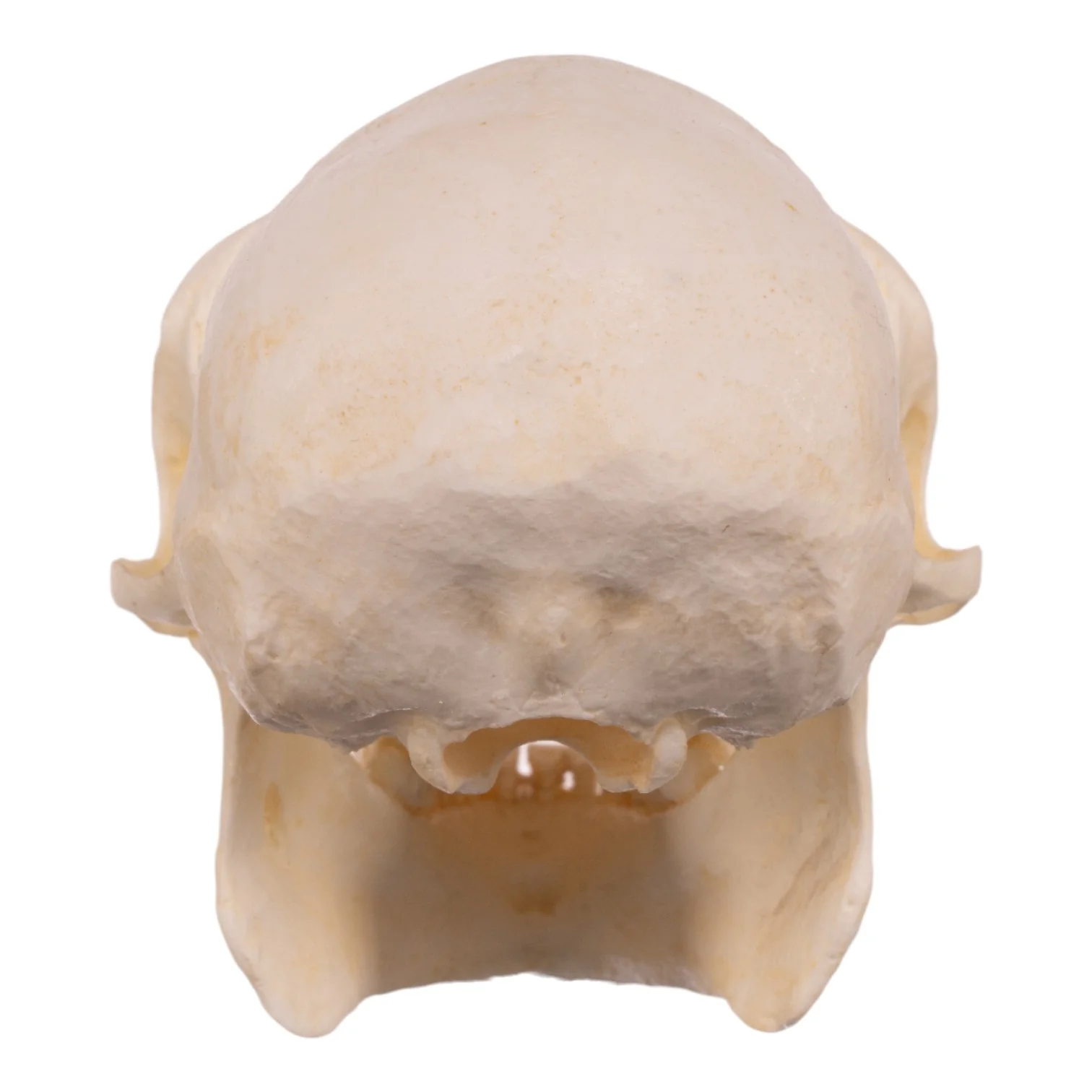 Replica Douc Langur Skull - Image 5