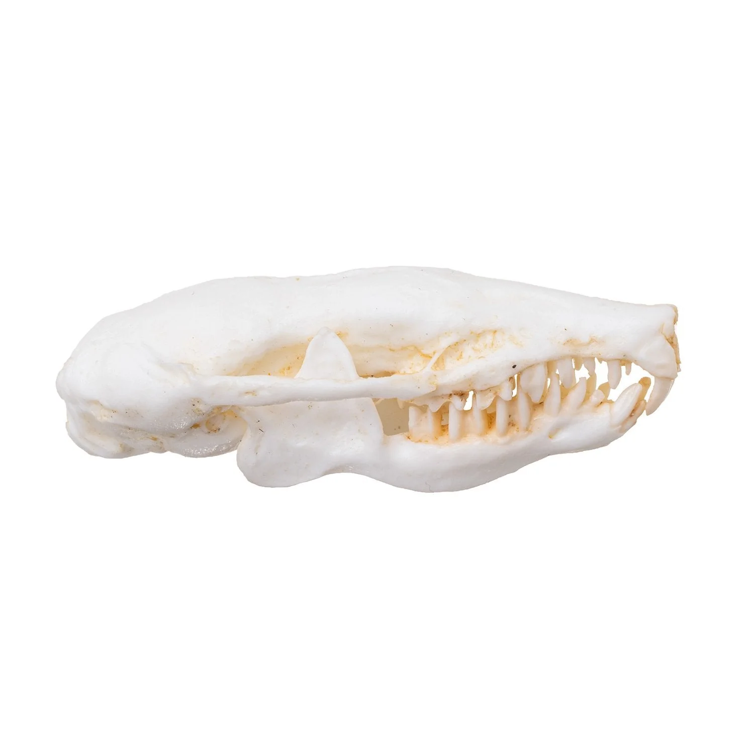 Replica Eastern Mole Skull - Image 2