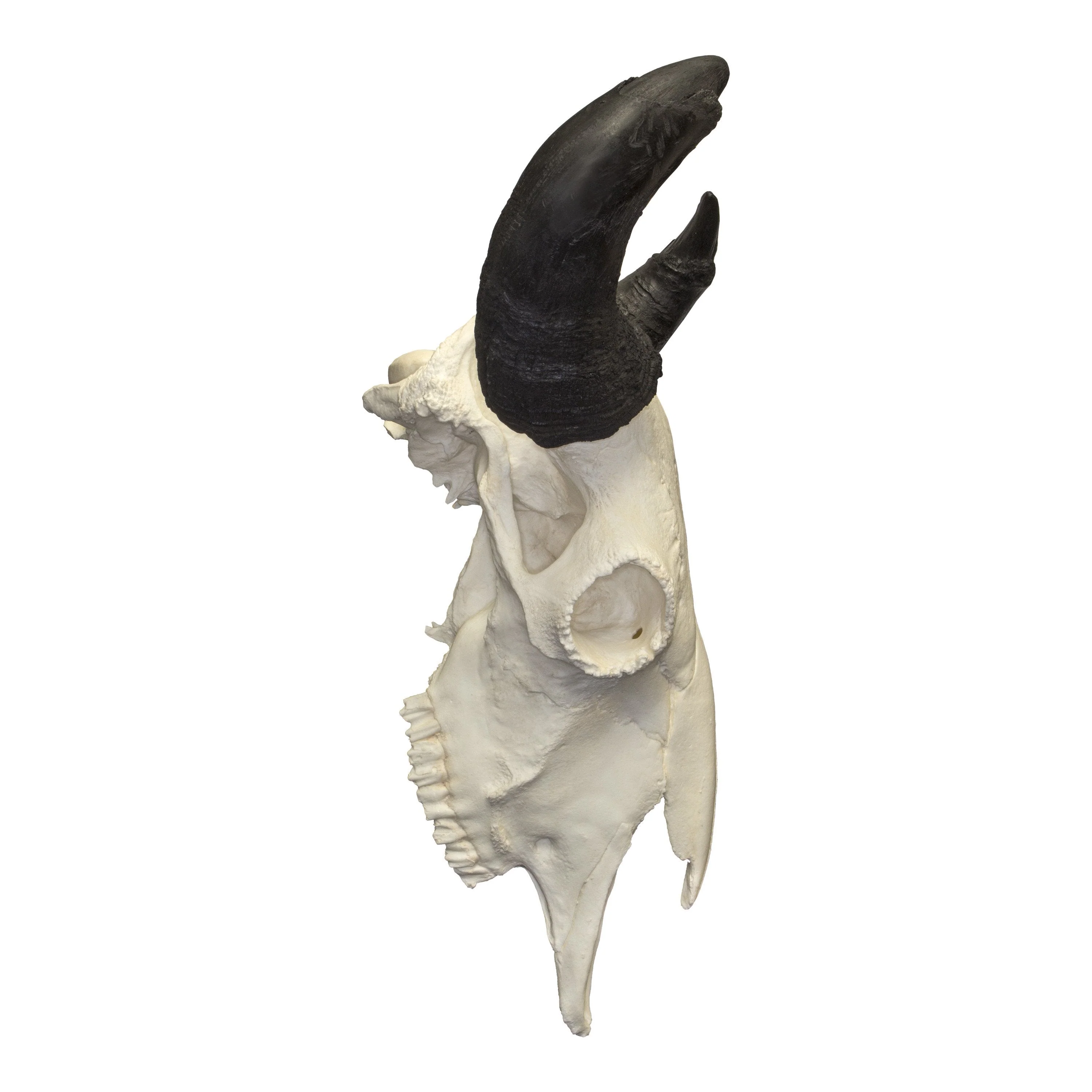 Replica Extra Large Buffalo Skull - Image 2