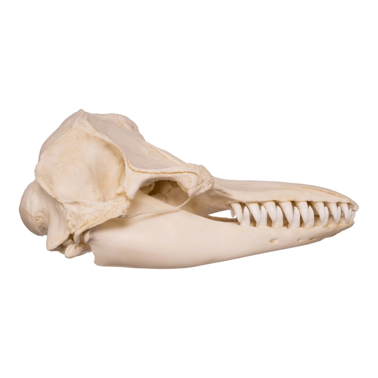 Replica False Killer Whale Skull - Image 2