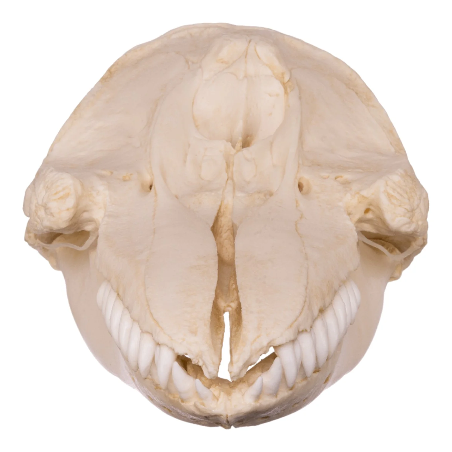 Replica False Killer Whale Skull - Image 3