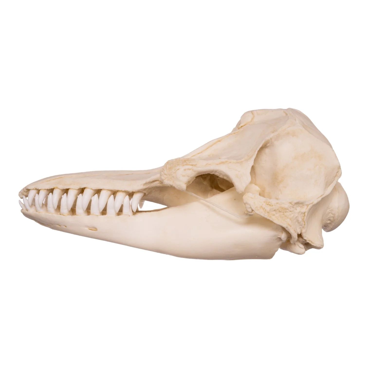 Replica False Killer Whale Skull - Image 4