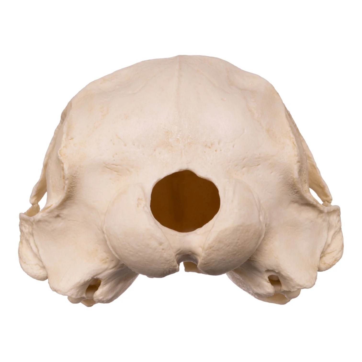 Replica False Killer Whale Skull - Image 5