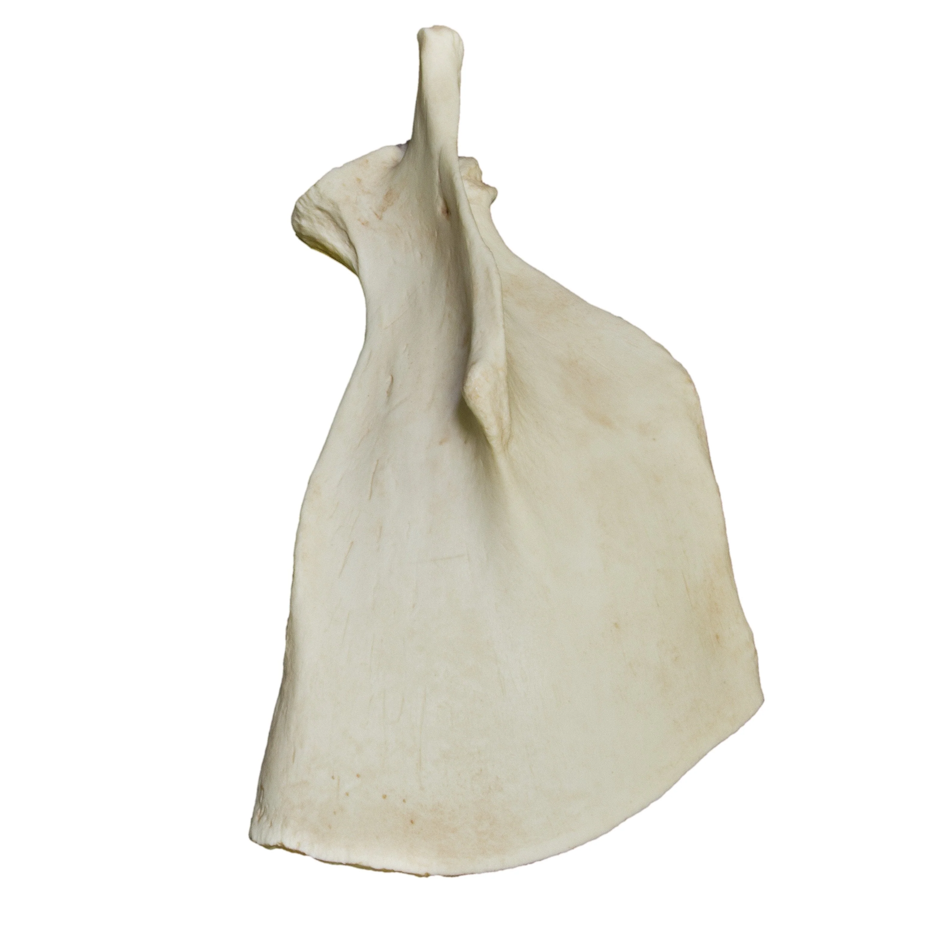Replica Florida Manatee Forelimb Set - Image 4