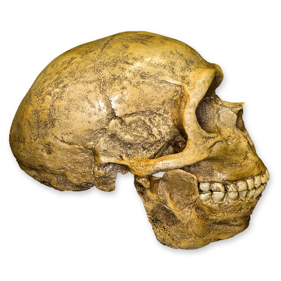 Replica Forbes Quarry Skull - Image 2