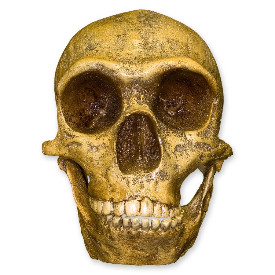 Replica Forbes Quarry Skull - Image 3
