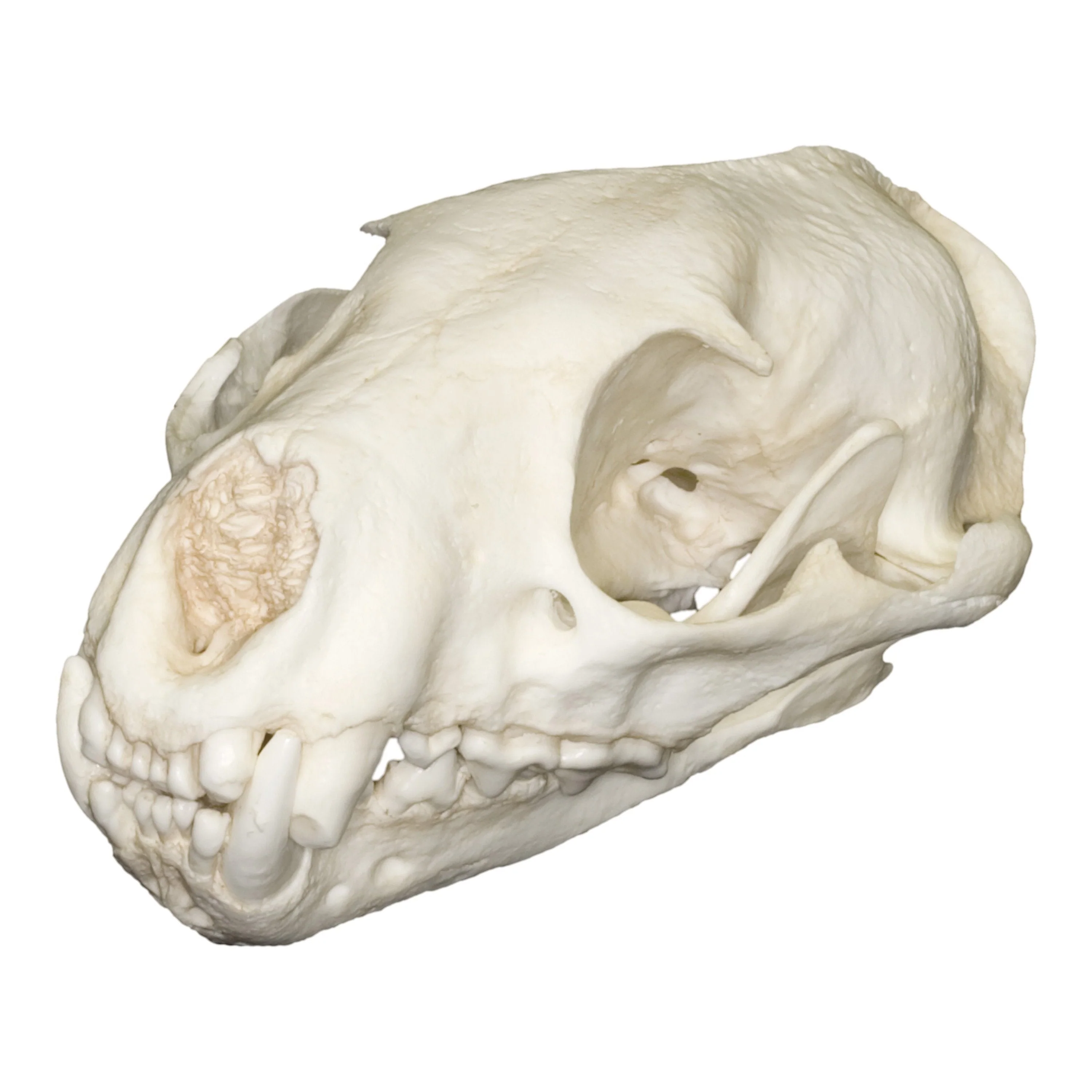 Replica Fossa Skull