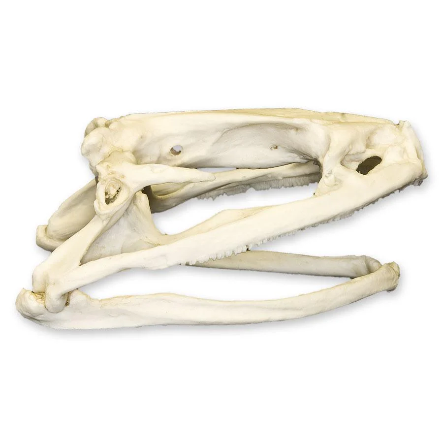 Replica Goliath Frog Skull - Image 2