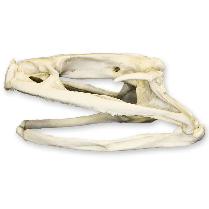 Replica Goliath Frog Skull - Image 4