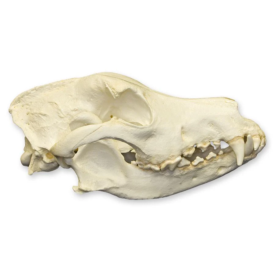 Replica German Shepherd Skull - Image 2