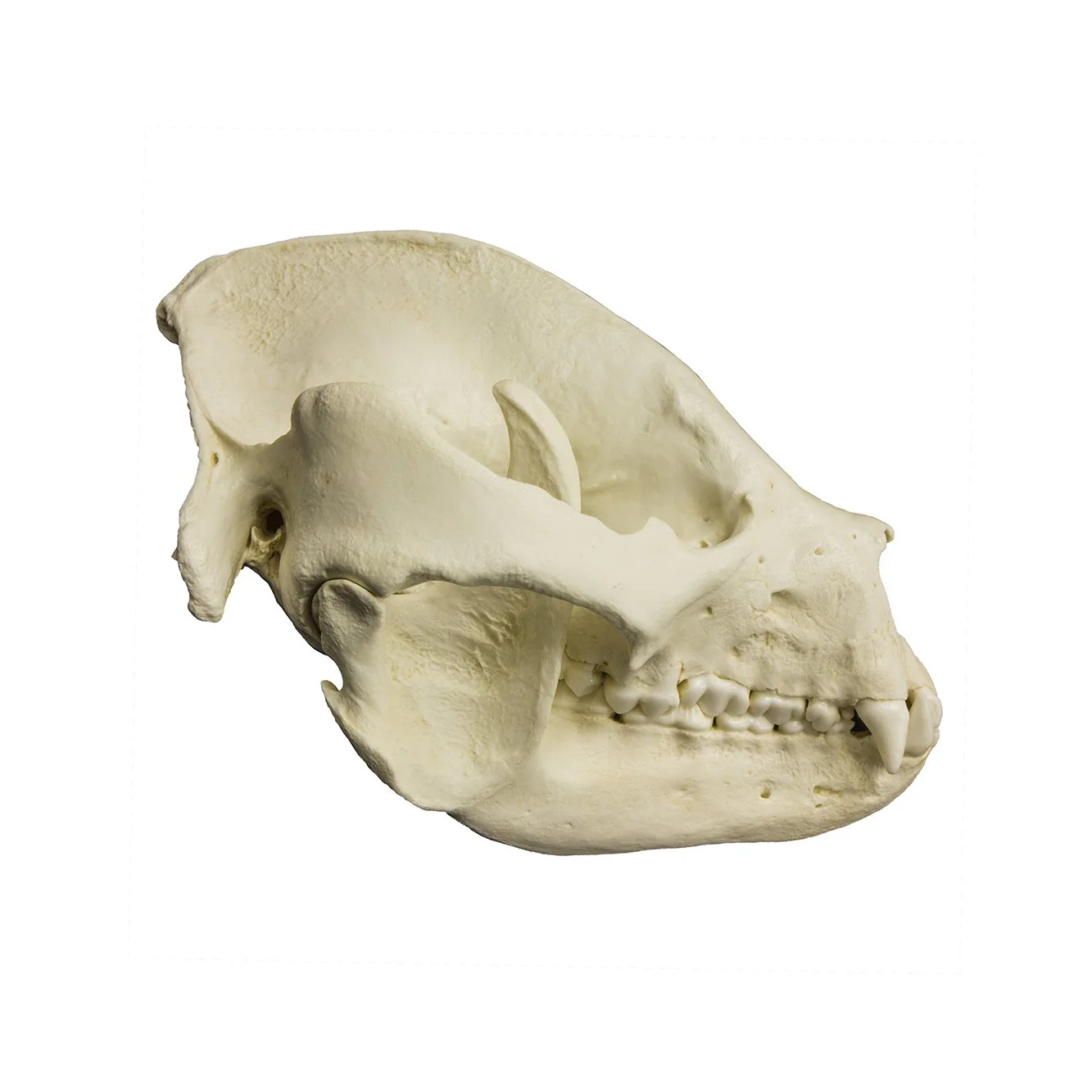 Replica Giant Panda Skull - Adult - Image 2