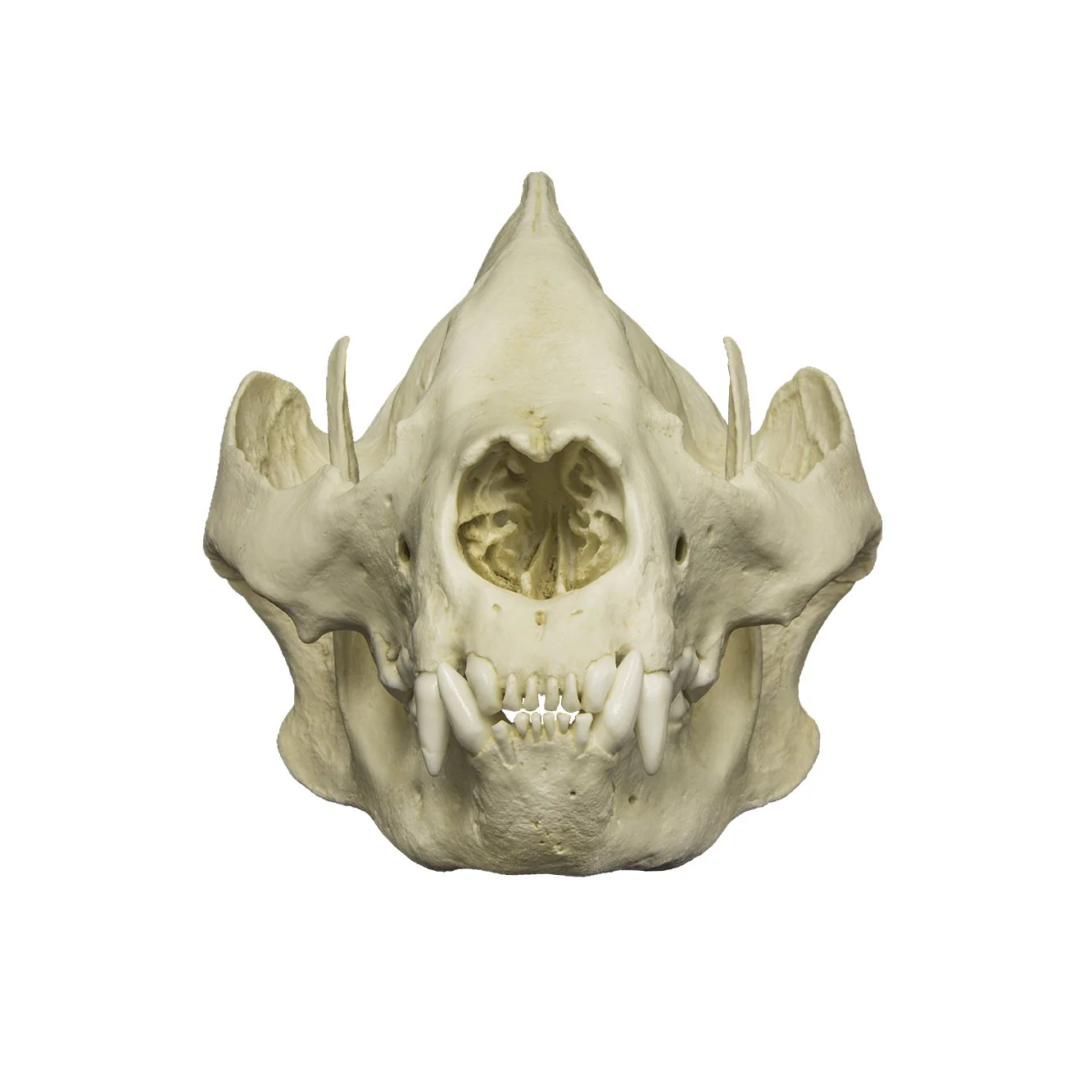 Replica Giant Panda Skull - Adult - Image 3
