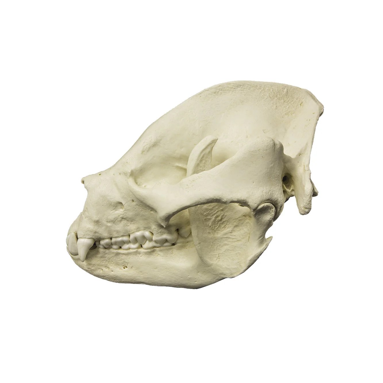 Replica Giant Panda Skull - Adult - Image 4