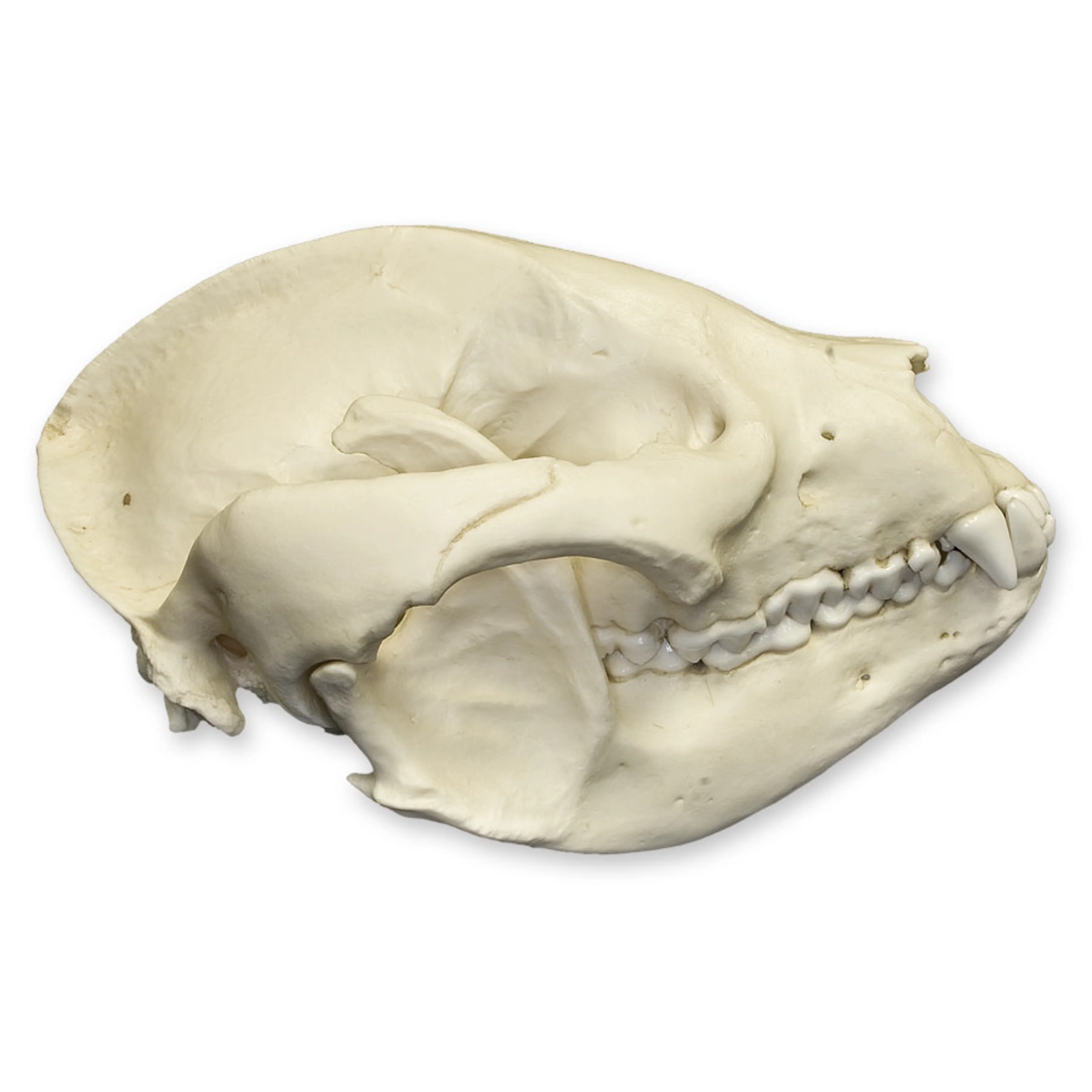Replica Giant Panda Skull - Adolescent - Image 2