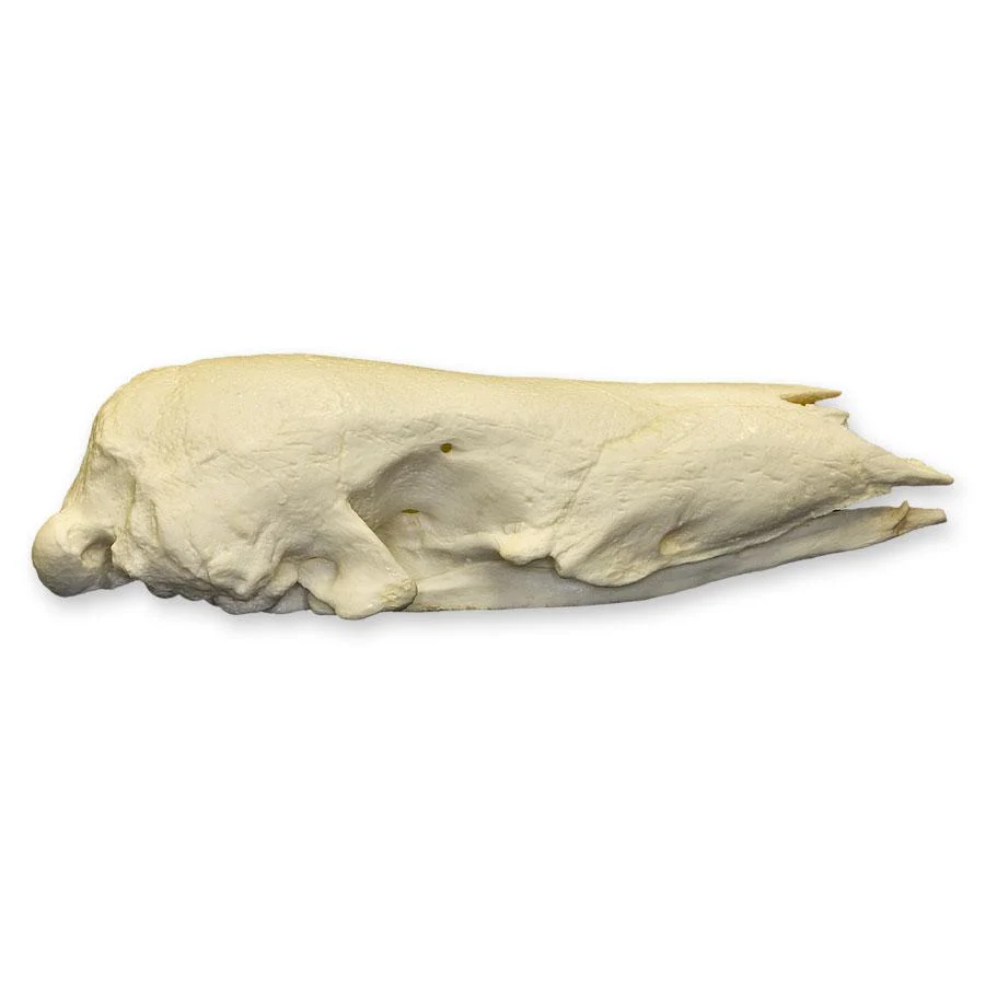 Replica Giant Pangolin Skull - Image 2