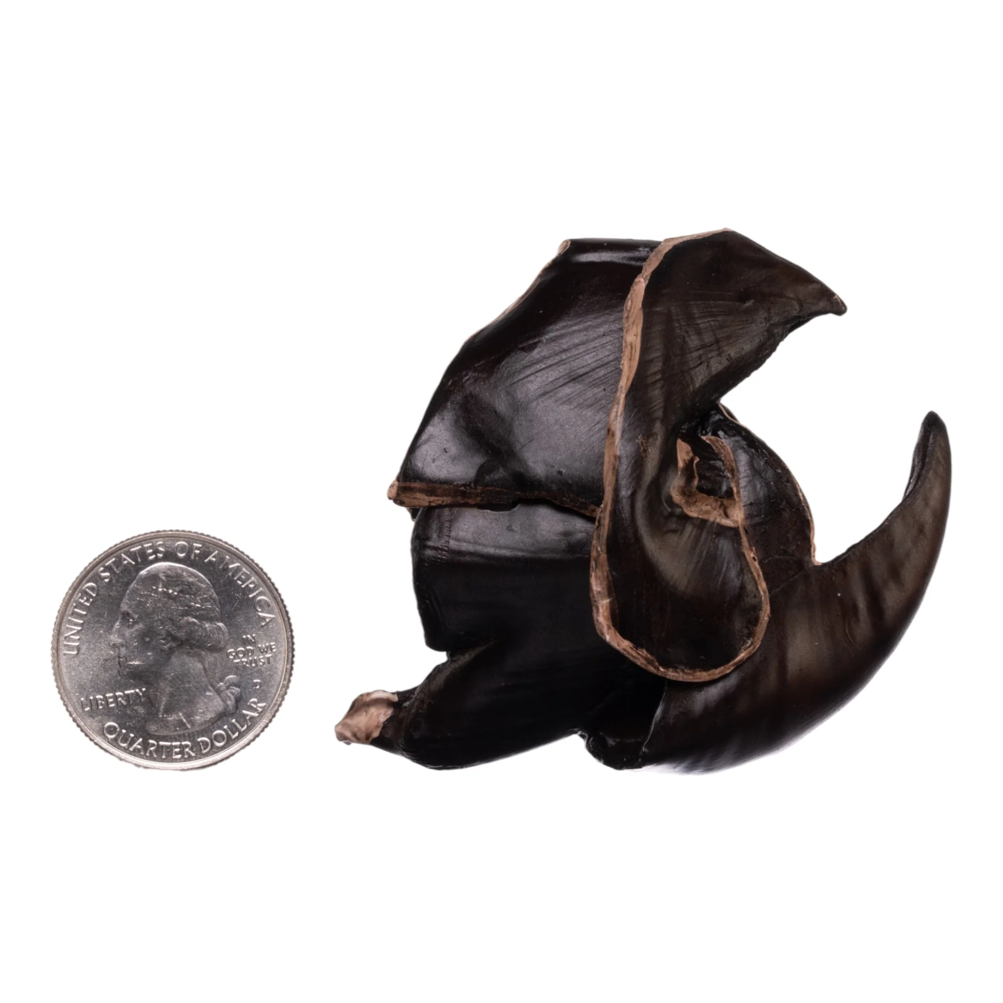 Replica Giant Squid Beak - Image 6