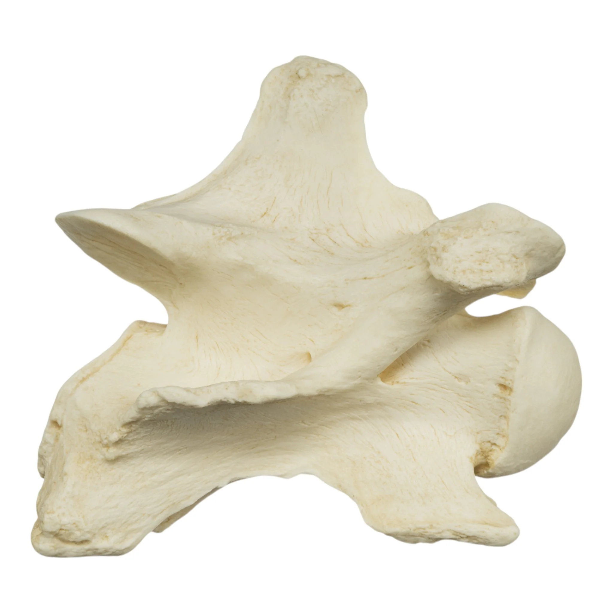 Replica Giraffe Vertebrae - Image 2