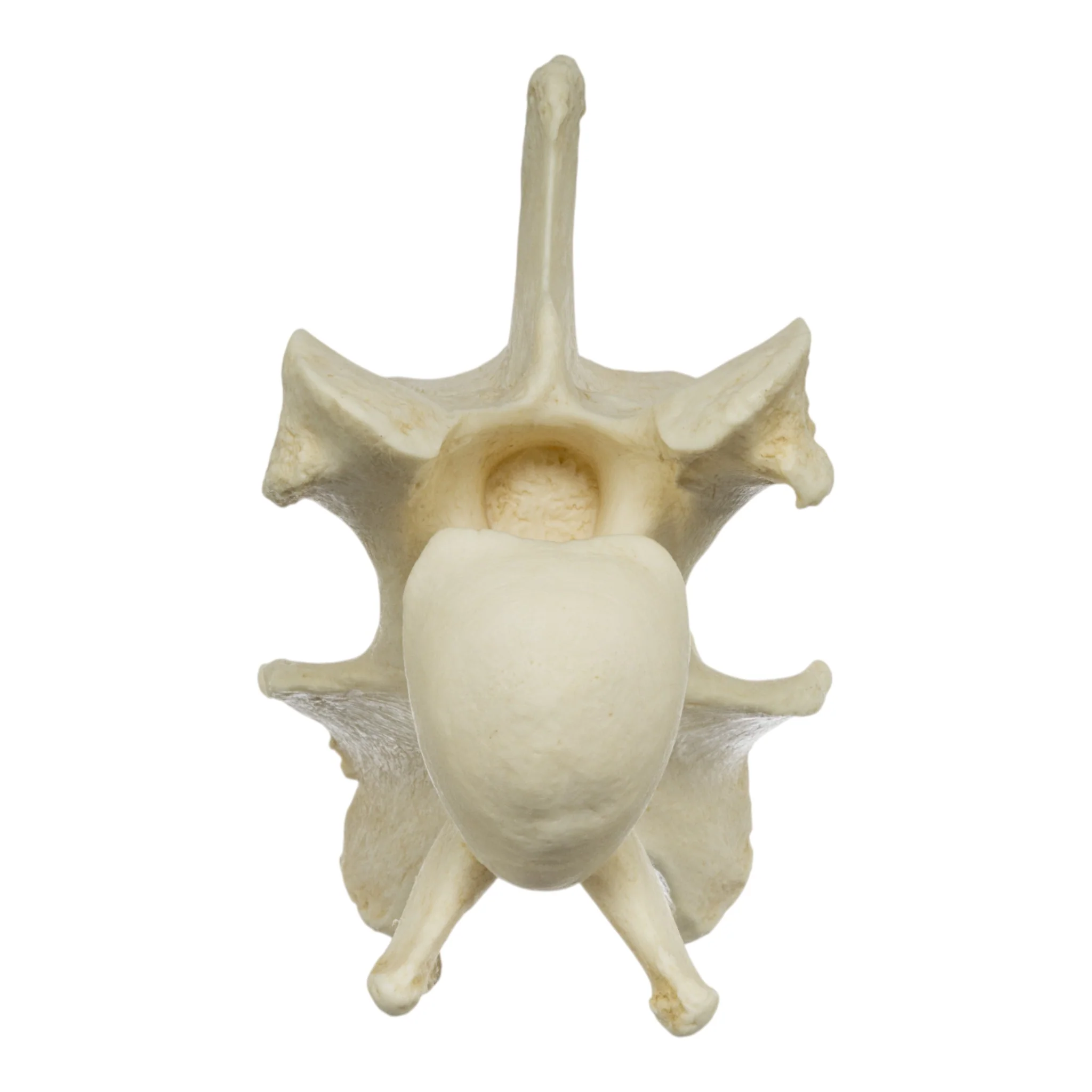 Replica Giraffe Vertebrae - Image 3